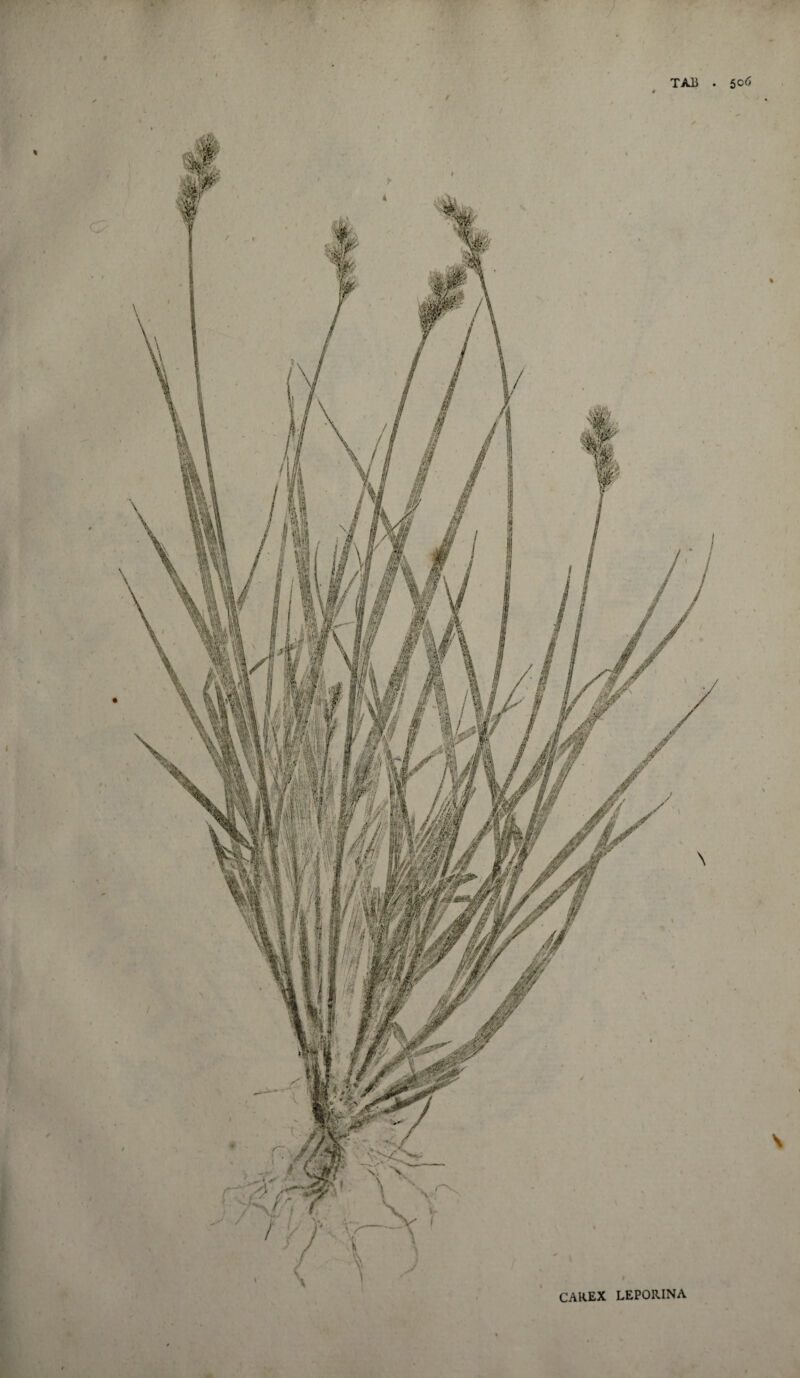 TAli CAREX LEPORINA