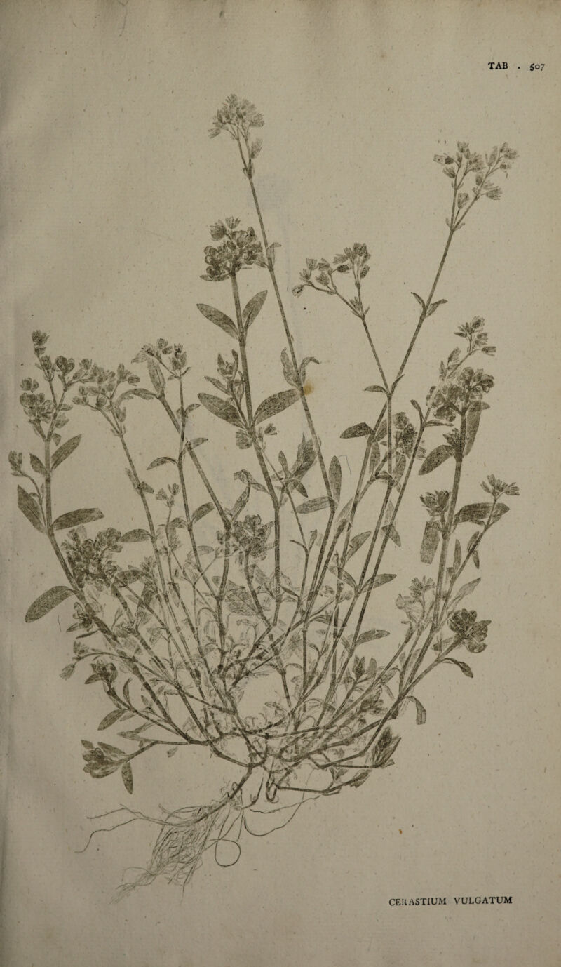 CEHASTIUM VULGATUM