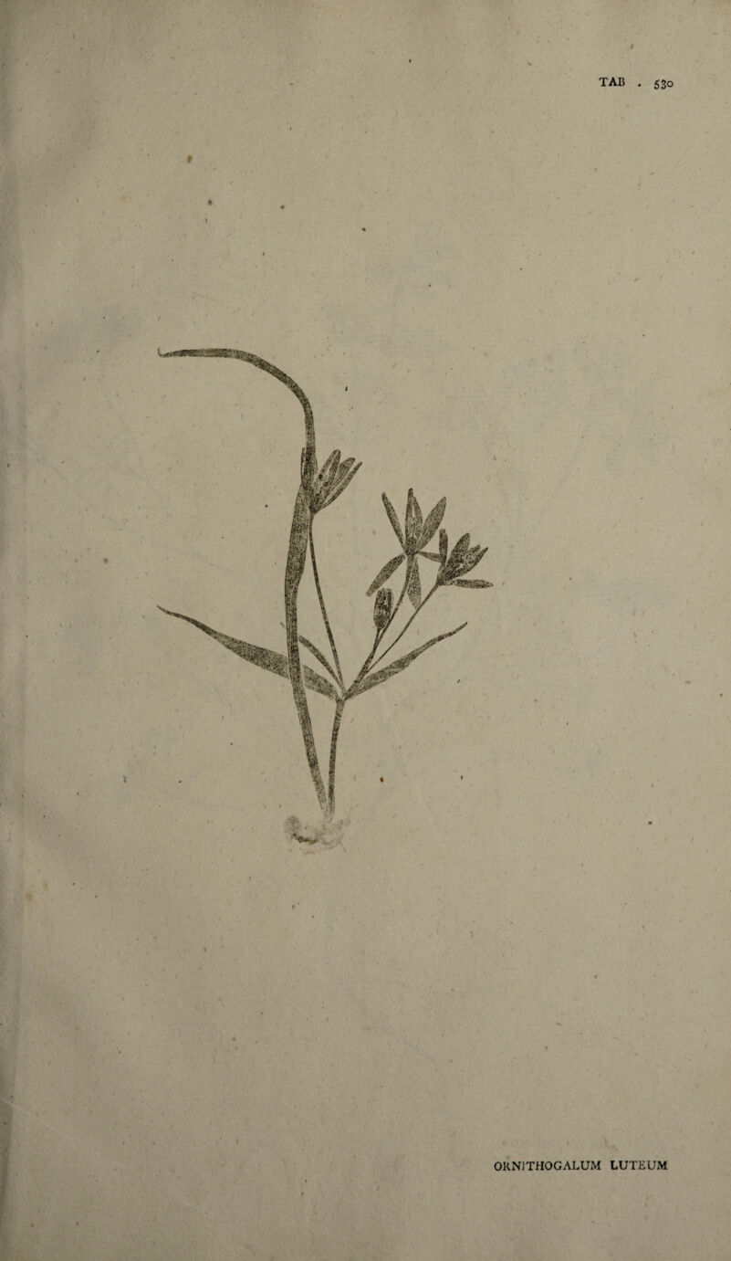 TAB . 530 9 f / V 9 ^ V ORNJTHOGALUM LUTEUM