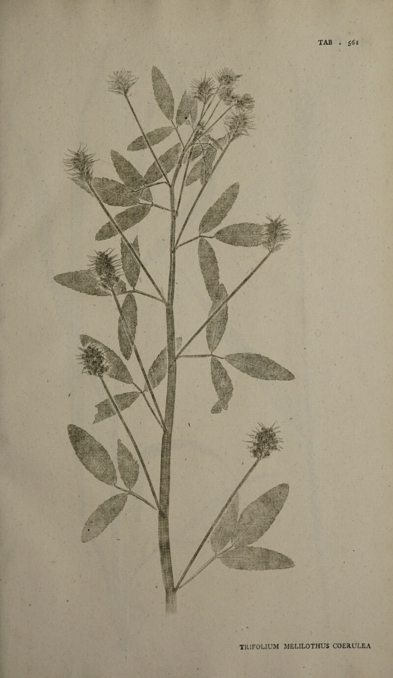 TRIFOLIUM MELILOTHUS COERULEA