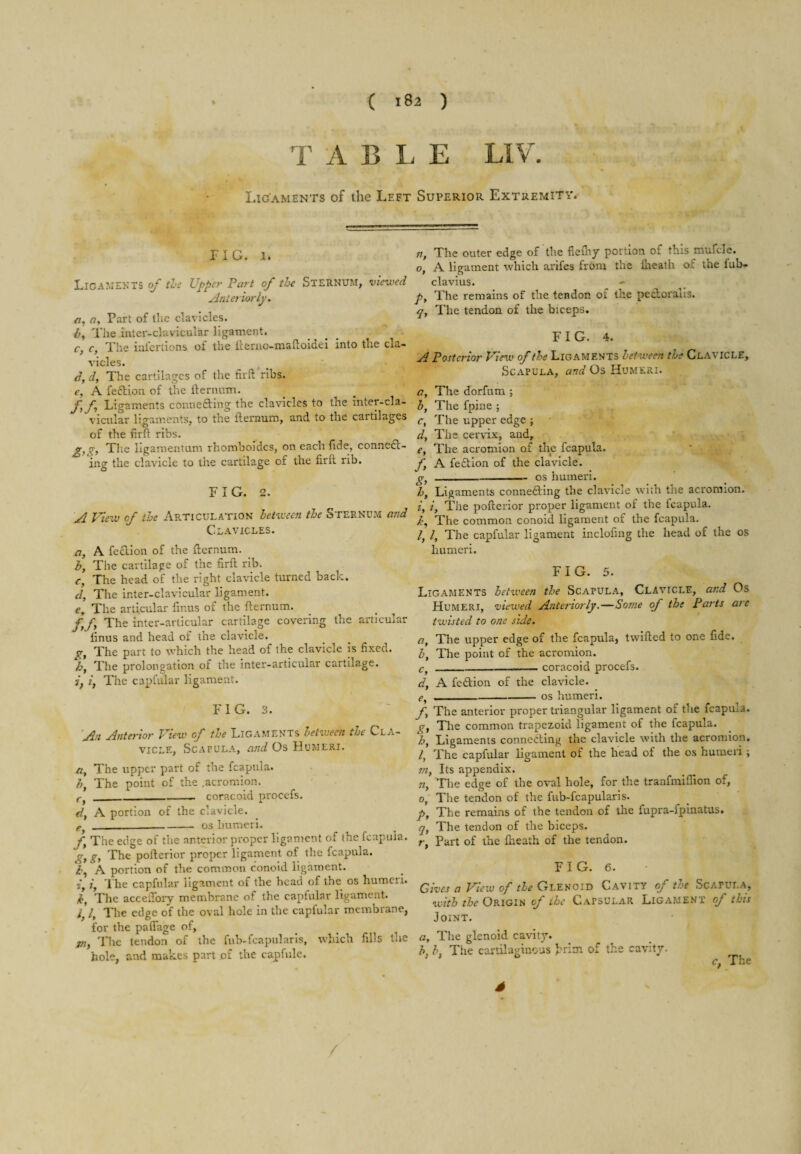 TABLE LIV. Ligaments of the Left FIG. 1. LicamEKTS of the upper Part of the STERNUM, viewed Anteriorly, Qy Part of tlie clavicles. The inter-clavicular ligament, r, c. The iulcrtions of the ilerno-malloidei into the cla¬ vicles. <7, if, The cartilages of the firil ribs, f, A fedion of the ilernum. ff Ligaments conneding the clavicles to the inter-cla¬ vicular ligaments, to the ilernum, and to the cartilages of the firft ribs. Tlie llgamentum rhomboides, on each fide, conned- ing the clavicle to the cartilage of the firil rib. FIG. 2. A View of the Articulation letween the Sternum mid Clavicles. a, A fedion of the ilernum. by The cartilage of the firil rib. Cy The head of the right clavicle turned back, d. The inter-clavicular ligament. The articular firms of the ilernum. ^ ^ ^ fyfy The inter-articular cartilage covering the articular finus and head of the clavicle. gy The part to which the head of the clavicle is fixed. by The prolongation of the inter-articular cartilage. iy ij The capfular ligament. FIG. 3. 'An Anterior View of the Ligaments letween the Cla¬ vicle, Scapula, emd Os Humeri. fly The upper part of the fcapnla. by The point of the .acromion. ____ coracoid procefs. dy A portion of the clavicle. -- os humeri. fy The edge of the anterior proper ligament of the fcapnla. gy g, The pofterlor proper ligament of the fcapula. ty A portion of the common conoid ligament. ty iy The capfular ligament of the head of the os humeri. The accefibry membrane of the capfular ligament. illy The edge of the oval hole in the capfular membrane, for the paflage of, PI, The tendon of the fub-fcapularis, which fills the hole, and makes part of the capfule. Superior Extremity. n, The outer edge of the fiefiiy portion of this mufcle. o, A ligament which arifes from the iheath of the iub- clavius. py The remains of the tendon of the pedoraus. qy The tendon of the biceps. FIG. 4. A Posterior View of the Ligaments between the Clavicle, Scapula, and Os Humeri. a. The dorfum ; by The fpine ; c, The upper edge ; dy The cervix, and, e. The acromion of the fcapula. f, A fedion of the clavicle. . .- os humeri. hy Ligaments conneding the clavicle with the acromion. iy iy The pofterior proper ligament of the fcapula. by The common conoid ligament of the fcapula. /, /, The capfular ligament inclofing the head of the os humeri. FIG. 5. Ligaments between the Scapula, Clavicle, and Os Humeri, viewed Anteriorly.—Some of the Parts arc twisted to one slde> a. The upper edge of the fcapula, twilled to one fide. by The point of the acromion. Cy _ ■ coracoid procefs. dy A fedion of the clavicle. fy --os humeri. fy The anterior proper triangular ligament of the fcapula. gy The common trapezoid ligament of the fcapula. hy Ligaments conneding the clavicle with the acromion. ly The capfular ligament of the head of the os humeri; m. Its appendix. The edge of the oval hole, for the tranfmiflion of, 0, The tendon of the fub-fcapularis. py The remains of the tendon of the fupra-fpinatus. q. The tendon of the biceps. r, Part of the Iheath of the tendon. FIG. 6. Gives a View of the Glenoid Cavity of the Scapula, with the Origin of the C.apsular Ligament of this Joint. Oy The glenoid cavity. by b, The cartilaginous brim of the cavity. c, The