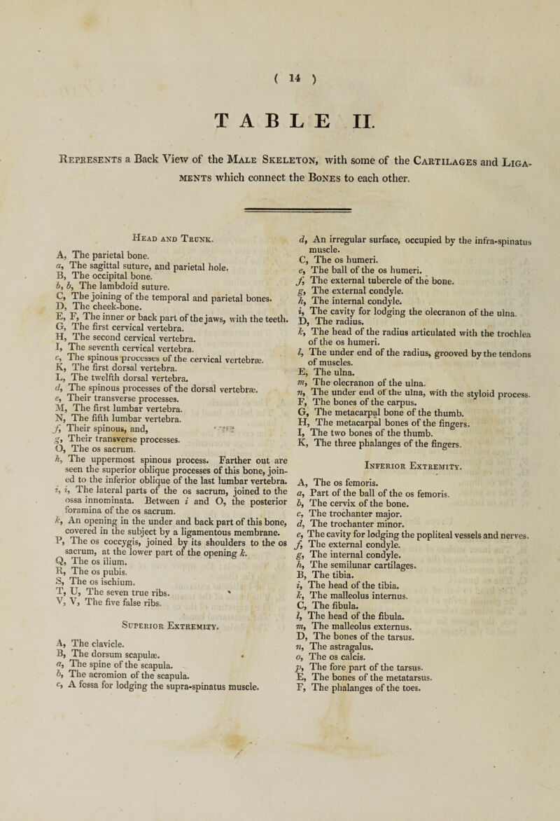 TABLE IL Represents a Back View of the Male Skeleton, with some of the Cartilages and Liga¬ ments which connect the Bones to each other. Head and Trunk. A, The parietal bone. a, The sagittal suture, and parietal hole. B, The occipital bone. bi b, The lambdoid suture. C, The joining of the temporal and parietal bones. D, The cheek-bone. F, The inner or back part of the jaws, with the teeth. G, The first cervical vertebra. H, The second cervical vertebra. I, The seventh cervical vertebra. c, The spinous processes of the cervical vertebrae. K, The first dorsal vertebra. L, The twelfth dorsal vertebra. d, The spinous processes of the dorsal vertebrae. e, Their transverse processes. M, The first lumbar vertebra. N, The fifth lumbar vertebra. f, Their spinous, and, 15 Wu g, Their transverse processes. O, The os sacrum. h, The uppermost spinous process. Farther out are seen the superior oblique processes of this bone, join¬ ed to the inferior oblique of the last lumbar vertebra. j, i, The lateral parts of the os sacrum, joined to the ossa innominata. Between i and O, the posterior foramina of the os sacrum. &, An opening in the under and back part of this bone, covered in the subject by a ligamentous membrane. P, The os coccygis, joined by its shoulders to the os sacrum, at the lower part of the opening Jc. Q, The os ilium. R, The os pubis. S, The os ischium. T, U, The seven true ribs. ' V> V, The five false ribs. Superior Extremity. A, The clavicle. B, The dorsum scapulae. « a> The spine of the scapula. b, The acromion of the scapula. Cf A fossa for lodging the supra-spinatus muscle. d, An irregular surface, occupied by the infra-spinatus muscle. C, The os humeri. e, The ball of the os humeri. f, The external tubercle of the bone. g, The external condyle. hi The internal condyle. i, The cavity for lodging the olecranon of the ulna. D, The radius. Jc, The head of the radius articulated with the trochlea of the os humeri. Z, The under end of the radius, grooved by the tendons of muscles. E, The ulna. m, The olecranon of the ulna. n, The under end of the ulna, with the styloid process. F, The bones of the carpus. G, The metacarpal bone of the thumb. H, The metacarpal bones of the fingers. I, The two bones of the thumb. K, The three phalanges of the fingers. Inferior Extremity. A, The os femoris. a, Part of the ball of the os femoris. b, The cervix of the bone. c, The trochanter major. d, The trochanter minor. <?, The cavity for lodging the popliteal vessels and nerves. f, The external condyle. g, The internal condyle. h, The semilunar cartilages. B, The tibia. i, The head of the tibia. 7c, The malleolus internus. C, The fibula. l, The head of the fibula. m, The malleolus externus. D, The bones of the tarsus. 7i, The astragalus. o, The os calcis. jp, The fore part of the tarsus. E, The bones of the metatarsus. F, The phalanges of the toes.