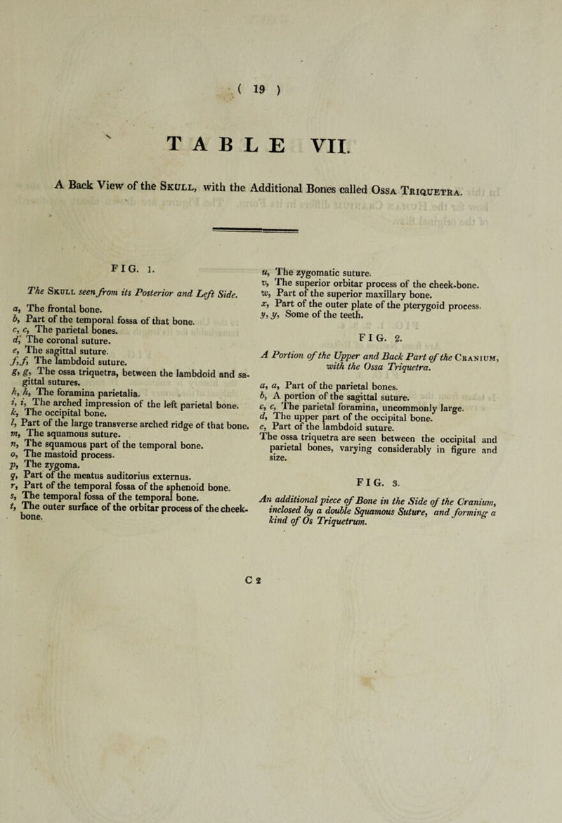 TABLE VII. A Back View 0f the Skull, with the Additional Bones called Ossa Triquetra. FIG. l. The Skull seen from its Posterior and Left Side, ai The frontal bone. b9 Part of the temporal fossa of that bone, c, c, The parietal bones. dt The coronal suture. et The sagittal suture. ff The lambdoid suture. gy gy The ossa triquetra, between the lambdoid and sa¬ gittal sutures. hy hy The foramina parietalia. t, iy The arched impression of the left parietal bone. ky The occipital bone. l} Part of the large transverse arched ridge of that bone, w, The squamous suture. n, The squamous part of the temporal bone. o. The mastoid process. pt The zygoma. q, Part of the meatus auditorius extern us. r, Part of the temporal fossa of the sphenoid bone. s, The temporal fossa of the temporal bone. t, The outer surface of the orbitar process of the cheek¬ bone. Uy The zygomatic suture. Vy The superior orbitar process of the cheek-bone. •Wy Part of the superior maxillary bone. x. Part of the outer plate of the pterygoid process. y, yy Some of the teeth. FIG. 2. A Portion of the Upper and Back Part of the Cranium, with the Ossa Triquetra. at ay Part of the parietal bones. by A portion of the sagittal suture. c, c, rlhe parietal foramina, uncommonly large. dy The upper part of the occipital bone. e, Part of the lambdoid suture. The ossa triquetra are seen between the occipital and parietal bones, varying considerably in figure and size. FIG. 3. An additional piece of Bone in the Side of the Craniwny inclosed by a double Squamous Suturey and forming a kind of Os Triquetrum. C 2