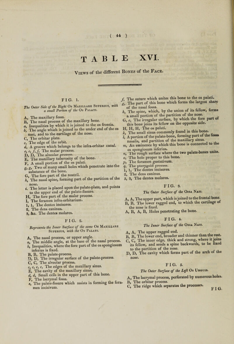 TABLE XVI. Views of the different Bones of the Face. FIG. 1. The Outer Side of the Right Os Maxillare Superius, with a small Portion of the Os Palati. A, The maxillary fossa. B, The nasal process of the maxillary bone. <z, Inequalities by which it is joined to the os fiontis. h] The angle which is joined to the under end of the os nasi, and to the cartilage of the nose. C, The orbitar plate. c, The edge of the orbit. d} A groove which belongs to the infra-orbitar canal* e, e, f,f, The malar process. J), D, The alveolar process. E, The maxillary tuberosity of the bone. F, A small portion of the os palati. g, g, Two of many small holes which penetrate into the substance of the bone. G, The fore part of the nostril. . . h, The nasal spine, forming part of the partition ol the nose. , i, The letter is placed upon the palate-plate, and points to the upper end of the palate-fissure. H, The fore part of the malar process. I, The foramen infra-orbitarium. 1, 1, The dentes incisores. 2, The dens caninus. 3, &c. The dentes molares. FIG. 2. Represents the Inner Surface of the same Os Maxillare Superius, with the Os Palati. A, The nasal process, or upper angle, a, The middle angle, at the base of the nasal process. by Inequalities, where the fore part of the os spongiosum inferius is fixed. B, B, The palate-process. £)? The irregular surface of the palate-process. C, C, The alveolar process. Cy Cy c, c, The edges of the maxillary sinus. E, The cavity of the maxillary sinus. dy dy Small cells in the upper part of this bone. F, The lacrymal fossa. ty The palate-fissure which assists in forming the fora¬ men incisivum. f The suture which unites this bone to the os palati. g, The part of this bone which forms the largest share of the nasal fossa. # . hy The spine, which, by the union of its fellow, forms ’ a small portion of the partition of the nose. G, e. The irregular surface, by which the fore part of this bone joins its fellow on the opposite side. H, H, H, The os palati. , Jcy The small sinus commonly found in this bone. I, A portion of the palate-bone, forming part of the fossa nasalis, and partition of the maxillary sinus. in, An eminence by which this bone is connected to the os spongiosum inferius. ii. The rough surface where the two palate-bones unite. o, The hole proper to this bone. p, The foramen gustativum. q, The pterygoid process. 1, 1, The dentes incisores. 2, The dens caninus. 3, 3, The dentes molares. FIG. 3. The Outer Surface of the Ossa Nasi. A, A, The upper part, which is joined to the frontal bone. B, B, The lower ragged end, to which the cartilage of the nose is fixed. A, B, A, B, Holes penetrating the bone. FIG. 4. The Inner Surface of the Ossa Nasi. A, A, The upper ragged end. B, B, The lower end, broader and thinner than the rest, c’ C, The inner edge, thick and strong, where it joins ’its fellow, and sends a spine backwards, to be fixed to the partition of the nose. D, D, The cavity which forms part of the arch of the nose. FIG. 5. The Outer Surface of the Left Os Unguis. A, The lacrymal process, perforated by numerous holes. B, The orbitar process. C, The ridge which separates the processes.