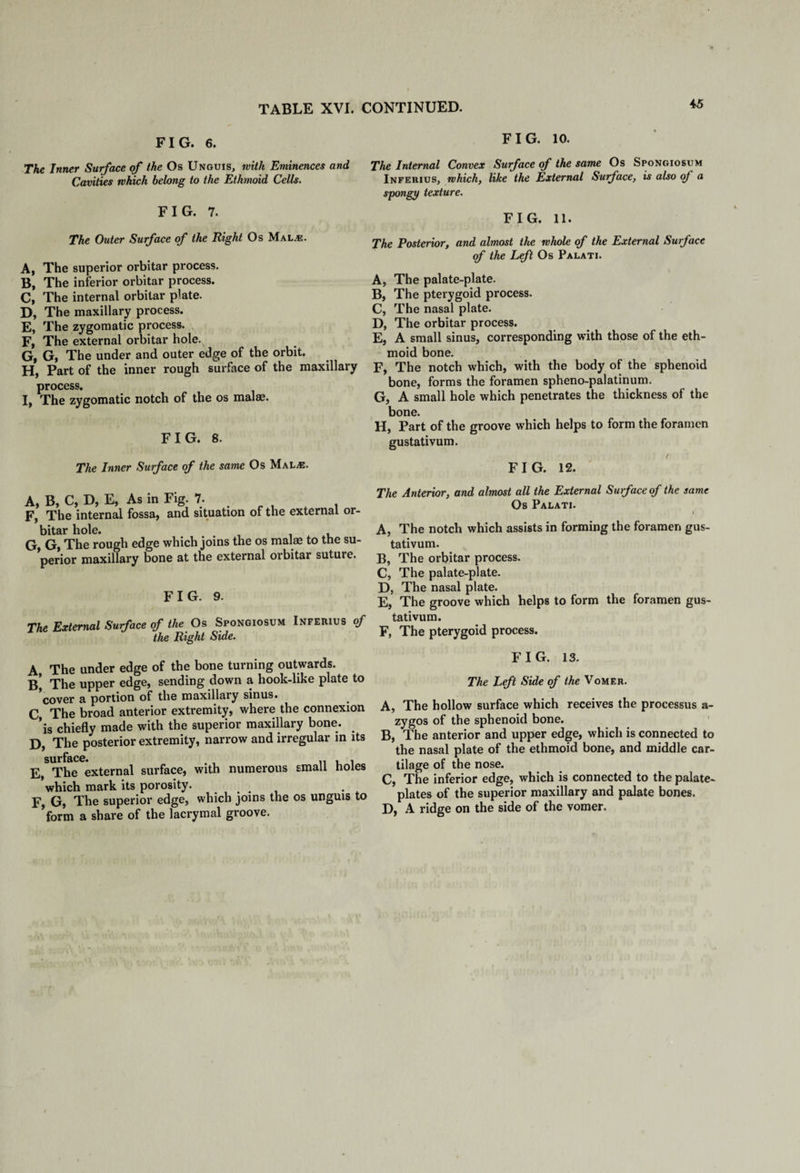 FIG. 6. The Inner Surface of the Os Unguis, with Eminences and Cavities which belong to the Ethmoid Cells. FIG. 7. The Outer Surface of the Right Os Mal.e. A, The superior orbitar process. B, The inferior orbitar process. C, The internal orbitar plate. D, The maxillary process. E, The zygomatic process. F, The external orbitar hole. G, G, The under and outer edge of the orbit. H, Part of the inner rough surface of the maxillary process. I, The zygomatic notch of the os malae. FIG. 8. The Inner Surface of the same Os Mal^e. A, B, C, D, E, As in Fig. 7. F, The internal fossa, and situation of the external or¬ bitar hole. G, G, The rough edge which joins the os malm to the su¬ perior maxillary bone at the external orbitar suture. FIG. 9. The External Surface of the Os Spongiosum Inferius of the Right Side. A The under edge of the bone turning outwards. B’ The upper edge, sending down a hook-like plate to ’cover a portion of the maxillary sinus. C The broad anterior extremity, where the connexion ’is chiefly made with the superior maxillary bone. D, The posterior extremity, narrow and irregular in its E, The external surface, with numerous small holes which mark its porosity. F, G, The superior edge, which joins the os unguis to ’form a share of the lacrymal groove. FIG. 10. The Internal Convex Surface of the same Os Spongiosum Inferius, which, like the External Surface, is also <f a spongy texture. FIG. 11. The Posterior, and almost the whole of the External Surface of the Left Os Palati. A, The palate-plate. B, The pterygoid process. C, The nasal plate. D, The orbitar process. E, A small sinus, corresponding with those of the eth¬ moid bone. F, The notch which, with the body of the sphenoid bone, forms the foramen spheno-palatinum. G, A small hole which penetrates the thickness of the bone. H, Part of the groove which helps to form the foramen gustativum. FIG. 12. The Anterior, and almost all the External Surface of the same Os Palati. J A, The notch which assists in forming the foramen gus¬ tativum. B, The orbitar process. C, The palate-plate. D, The nasal plate. E, The groove which helps to form the foramen gus¬ tativum. F, The pterygoid process. FIG. 13. The Left Side of the Vomer. A, The hollow surface which receives the processus a- zygos of the sphenoid bone. B, The anterior and upper edge, which is connected to the nasal plate of the ethmoid bone, and middle car¬ tilage of the nose. C, The inferior edge, which is connected to the palate- plates of the superior maxillary and palate bones. D, A ridge on the side of the vomer.