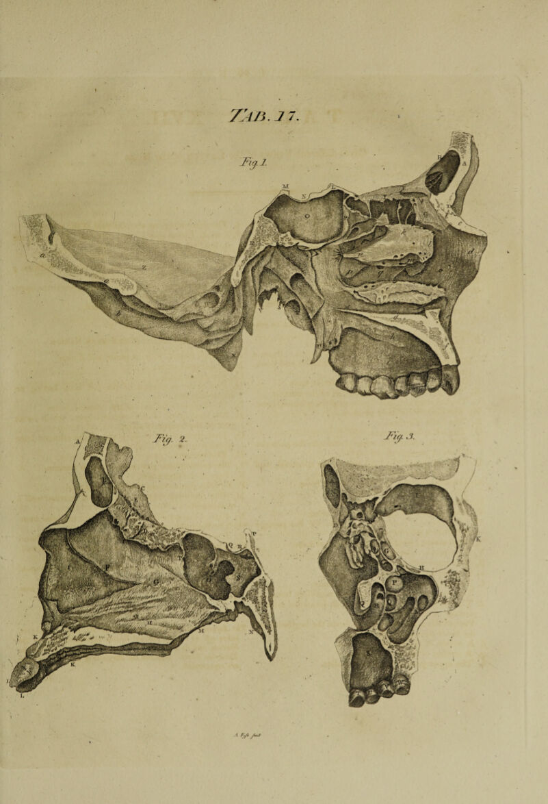 TAB.J7. a. J<ig. 2. J<iy. 3. -I /^5yW