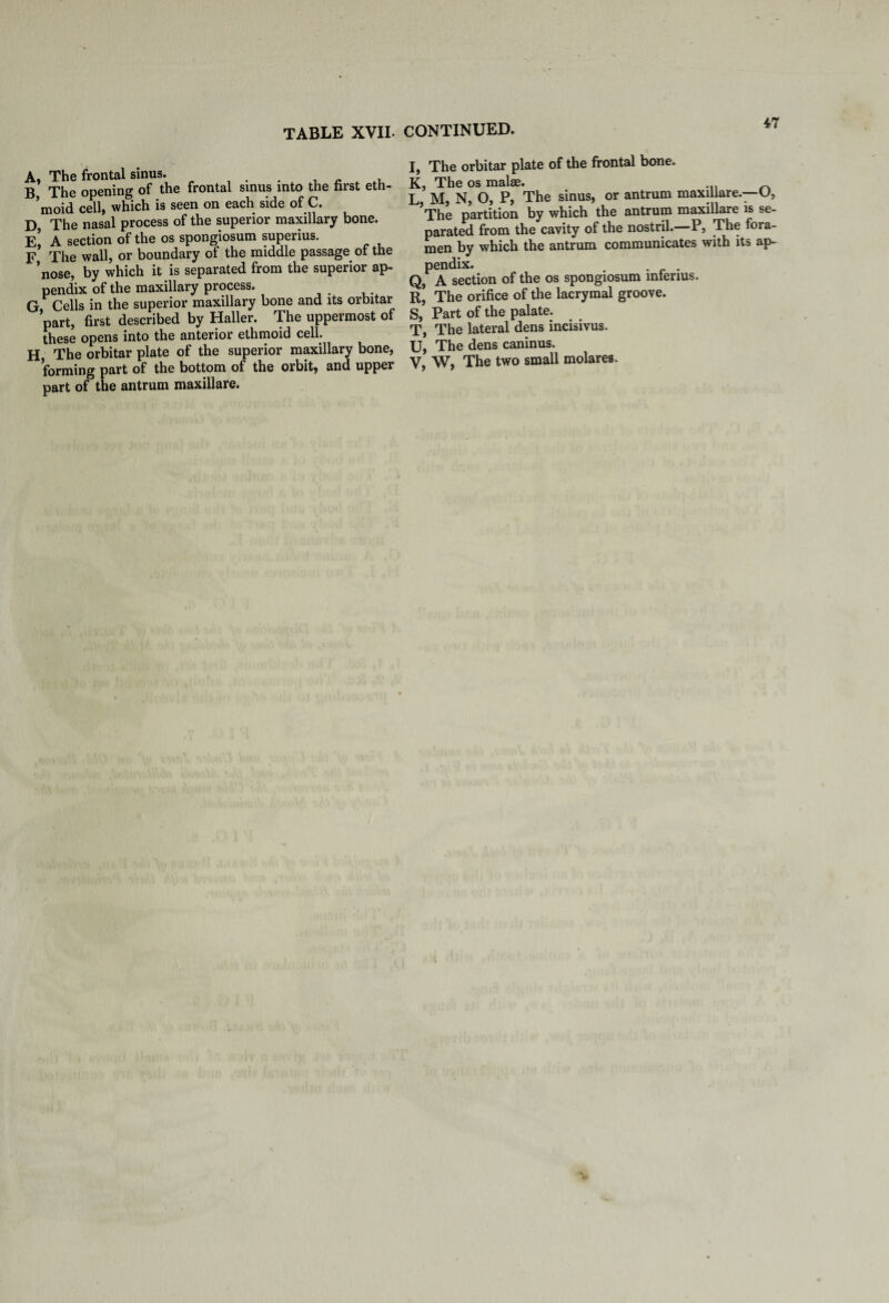 A, The frontal sinus. B The opening of the frontal sinus into the first eth- ’moid cell, which is seen on each side of C. D, The nasal process of the superior maxillary bone. e! A section of the os spongiosum superius. F The wall, or boundary of the middle passage of the ’nose, by which it is separated from the superior ap¬ pendix of the maxillary process. G Cells in the superior maxillary bone and its orbitar ’part, first described by Haller. The uppermost of these opens into the anterior ethmoid cell. H The orbitar plate of the superior maxillary bone, forming part of the bottom of the orbit, and upper part of the antrum maxillare. I, The orbitar plate of the frontal bone. K, The os malae. L M, N, O, P, The sinus, or antrum maxillare.—O, ’The partition by which the antrum maxillare is se¬ parated from the cavity of the nostril.—P, The lora- men by which the antrum communicates with its ap¬ pendix. . ... Q, A section of the os spongiosum mterius. R, The orifice of the lacrymal groove. S, Part of the palate. T, The lateral dens incisivus. U, The dens caninus. V, W, The two small molares.