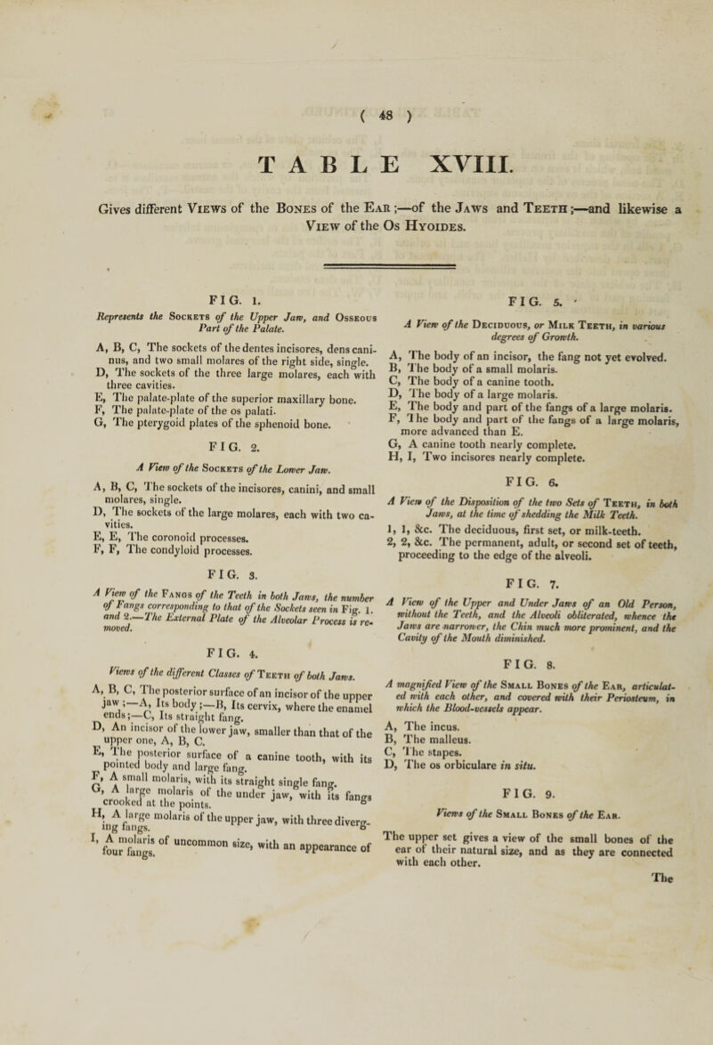 ( «» ) T ABLE XVIII. Gives different Views of the Bones of the Ear ;—of the Jaws and Teeth;—and likewise a View of the Os Hyoides. FIG. l. Represents the Sockets of the Upper Jam, and Osseous Part of the Palate. A, B, C, The sockets of the dentes incisores, denscani- nus, and two small molares of the right side, single. D, The sockets of the three large molares, each with three cavities. E, The palate-plate of the superior maxillary bone. F, The palate-plate of the os palati. G, The pterygoid plates of the sphenoid bone. FIG. 2. A View of the Sockets of the Lower Jam. A, B, C, 1 he sockets of the incisores, canini, and small molares, single. D, The sockets of the large molares, each with two ca¬ vities. E, E, The coronoid processes. F, F, The condyloid processes. FIG. 5. ' A Viem of the Deciduous, or Milk Teeth, in various degrees of Growth. A, The body of an incisor, the fang not yet evolved. B, The body of a small molaris. C, The body of a canine tooth. D, The body of a large molaris. E, The body and part of the fangs of a large molaris. F, I he body and part of the fangs of a large molaris, more advanced than E. G, A canine tooth nearly complete. H, I, Two incisores nearly complete. FIG. 6. A Viem of the Disposition of the two Sets of Teeth, in both Jams, at the time of shedding the Milk Teeth. I, 1, &c. The deciduous, first set, or milk-teeth. 2, 2, &c. The permanent, adult, or second set of teeth, proceeding to the edge of the alveoli. FIG. 3. A View of the Fangs of the Teeth in both Jams, the number oj Fangs corresponding to that of the Sockets seen in Fig. i. and 2. The External Plate of the Alveolar Process is re¬ moved. FIG. 4. Views of the different Classes of Teeth of both Jams. A, B, C, The posterior surface of an incisor of the upr j™.;*ts body i—Its cervix, where the enan ends;—C, Its straight fang. D, An incisor of the lower jaw, smaller than that of t upper one, A, B, C. E, The posterior surface of a canine tooth, with pointed body and large fang. F, A small molaris, with its straight single fan*. ’ large molaris of the under jaw, with its fan crooked at the points. H, A large molaris of the upper jaw, with three diver mg iangs. *’ foar&Dgl! °f UnCon,mon 6i2e> wi* »n appearance FIG. 7. A View of the Upper and Under Jaws of an Old Person, without the Teeth, and the Alveoli obliterated, whence the Jams are narrower, the Chin much more prominent, and the Cavity of the Mouth diminished. FIG. 8. A magnified View of the Small Bones of the Ear, articulat¬ ed with each other, and covered with their Periosteum, in which the Blood-vessels appear. A, The incus. B, The malleus. C, The stapes. D, The os orbiculare in situ. FIG. 9. Views of the Small Bones of the Ear. The upper set gives a view of the small bones of the ear ot their natural size, and as they are connected with each other.