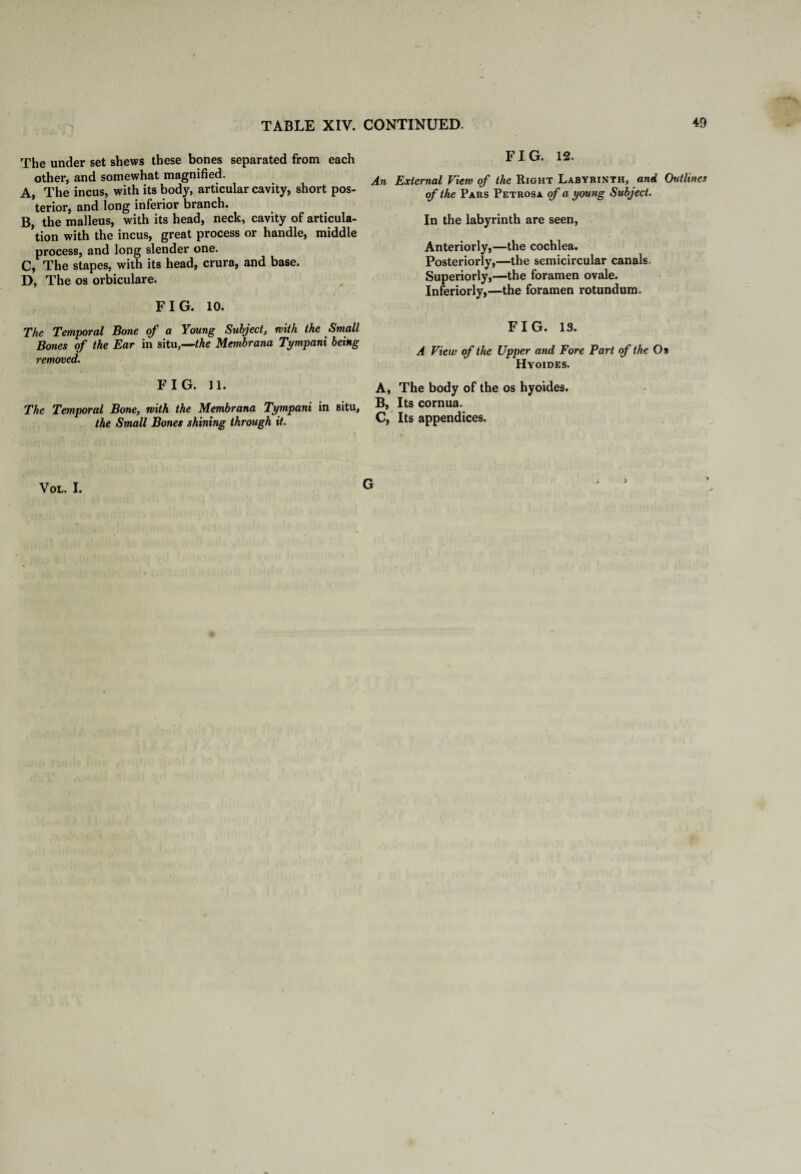 The under set shews these bones separated from each other, and somewhat magnified. A, The incus, with its body, articular cavity, short pos¬ terior, and long inferior branch. B, the malleus, with its head, neck, cavity of articula¬ tion with the incus, great process or handle, middle process, and long slender one. C, The stapes, with its head, crura, and base, D, The os orbiculare. FIG. 10. The Temporal Bone of a Young Subject, rvith the Small Bones of the Ear in situ,—the Membrana Tympani being removed. FIG. 11. The Temporal Bone, rvith the Membrana Tympani in situ, the Small Bones shining through it. FIG. 12. An External View of the Right Labyrinth, and Outlines of the Pars Petrosa of a young Subject. In the labyrinth are seen, Anteriorly,—the cochlea. Posteriorly,—the semicircular canals. Superiorly,—the foramen ovale. Inferiorly,—the foramen rotundum. FIG. 13. A View of the Upper and Fore Part of the Os Hyoides. A, The body of the os hyoides. B, Its cornua. C, Its appendices. Vol. I. G >