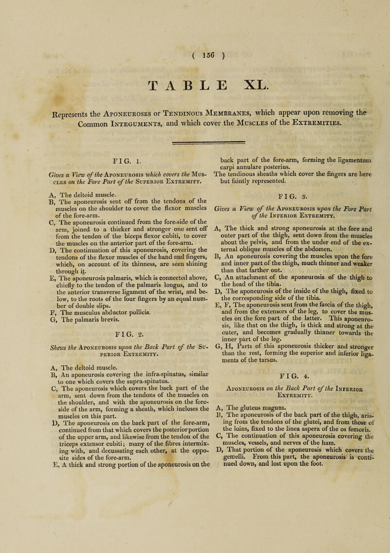 ( 356 ) TABLE XL. Represents the Aponeuroses or Tendinous Membranes, which appear upon removing the Common Integuments, and which cover the Muscles of the Extremities. FIG. i. Gives a View of the Aponeurosis which covers the Mus¬ cles on the Fore Part of the Superior Extremity. A, The deltoid muscle. B, The aponeurosis sent off from the tendons of the muscles on the shoulder to cover the flexor muscles of the fore-arm. C, The aponeurosis continued from the fore-side of the arm, joined to a thicker and stronger one sent off from the tendon of the biceps flexor cubiti, to cover the muscles on the anterior part of the fore-arm. D, The continuation of this aponeurosis, covering the tendons of the flexor muscles of the hand and fingers, which, on account of its thinness, are seen shining through it. E, The aponeurosis palmaris, which is connected above, chiefly to the tendon of the palmaris longus, and to the anterior transverse ligament of the wrist, and be¬ low, to the roots of the four fingers by an equal num¬ ber of double slips. F, The musculus abductor pollicis. G, The palmaris brevis. FIG. 2. Shews the Aponeurosis upon the Back Part of the Su¬ perior Extremity. A, The deltoid muscle. B, An aponeurosis covering the infraspinatus, similar to one which covers the supra-spinatus. C, The aponeurosis which covers the back part of the arm, sent down from the tendons of the muscles on the shoulder, and with the aponeurosis on the fore¬ side of the arm, forming a sheath, which incloses the muscles on this part. 1), The aponeurosis on the back part of the fore-arm, continued from that which covers the posterior portion of the upper arm, and likewise from the tendon of the triceps extensor cubiti; many of the fibres intermix¬ ing with, and decussating each other, at the oppo¬ site sides of the fore-arm. E, A thick and strong portion of the aponeurosis on the back part of the fore-arm, forming the ligamentum carpi annulare posterius. The tendinous sheaths which cover the fingers are here but faintly represented. FIG. 3. Gives a View of the Aponeurosis upon the Fore Part of the Inferior Extremity. A, The thick and strong aponeurosis at the fore and outer part of the thigh, sent down from the muscles about the pelvis, and from the under end of the ex¬ ternal oblique muscles of the abdomen. B, An aponeurosis covering the muscles upon the fore and inner part of the thigh, much thinner and weaker than that farther out. C, An attachment of the aponeurosis of the thigh to the head of the tibia. D, The aponeurosis of the inside of the thigh, fixed to the corresponding side of the tibia. E, F, The aponeurosis sent from the fascia of the thigh, and from the extensors of the leg, to cover the mus¬ cles on the fore part of the latter. This aponeuro¬ sis, like that on the thigh, is thick and strong at the outer, and becomes gradually thinner towards the inner part of the leg. G, H, Parts of this aponeurosis thicker and stronger than the rest, forming the superior and inferior liga¬ ments of the tarsus. FIG. 4. Aponeurosis on the Back Part of the Inferior Extremity. A, The gluteus magnns. B, The aponeurosis of the back part of the thigh, aris¬ ing from the tendons of the glutei, and from those of the loins, fixed to the linea aspera of the os femoris. C, The continuation of this aponeurosis covering the muscles, vessels, and nerves of the ham. D, That portion of the aponeurosis which covers the gemelli. From this part, the aponeurosis is conti¬ nued down, and lost upon the foot.