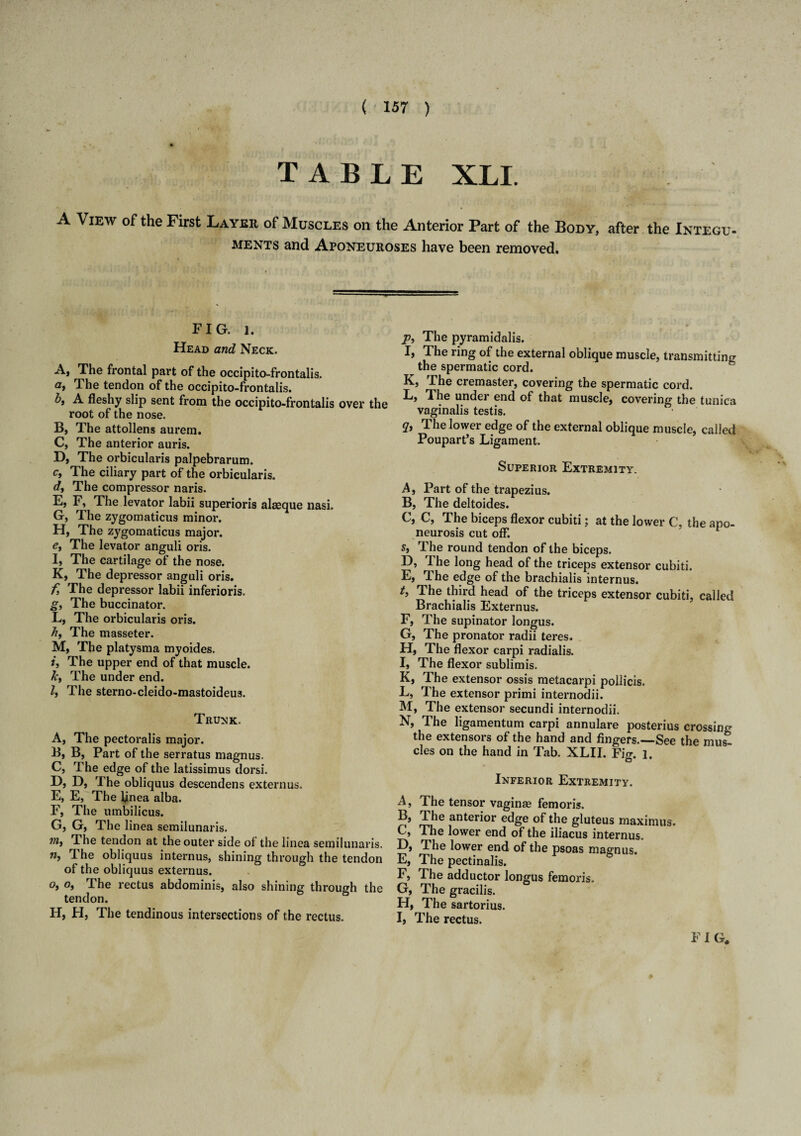 (157 ) TABLE XLI. A View of the First Layer of Muscles on the Anterior Part of the Body, after the Integu- ments and Aponeuroses have been removed. FIG. l. Head and Neck. A, The frontal part of the occipito-frontalis. af The tendon of the occipito-frontalis. b, A fleshy slip sent from the occipito-frontalis over the root of the nose. B, The attollens aurein. C, The anterior auris. D, The orbicularis palpebrarum. c. The ciliary part of the orbicularis. dy The compressor naris. Fj F, The levator labii superioris alseque nasi. G, The zygomaticus minor. H, The zygomaticus major. ey The levator anguli oris. 1> The cartilage of the nose. K, The depressor anguli oris. f The depressor labii inferioris. gy The buccinator. L, The orbicularis oris. by The masseter. M, The platysma myoides. iy The upper end of that muscle. ky The under end. ly The sterno-cleido-mastoideus. Trunk. A, The pectoralis major. B, B, Part of the serratus magnus. C, The edge of the latissimus dorsi. D, D, The obliquus descendens extern us. E, E, The ljnea alba. F, The umbilicus. G, G, The linea semilunaris. my The tendon at the outer side of the linea semilunaris. 7i, The obliquus internus, shining through the tendon of the obliquus externus. o, Oy The rectus abdominis, also shining through the tendon. H, H, The tendinous intersections of the rectus. p, The pyramidalis. I, The ring of the external oblique muscle, transmitting the spermatic cord. K, The cremaster, covering the spermatic cord. L, The under end of that muscle, covering the tunica vaginalis testis. Qy The lower edge of the external oblique muscle, called Poupart’s Ligament. Superior Extremity. A, Part of the trapezius. B, The deltoides. C, C, The biceps flexor cubiti; at the lower C, the apo¬ neurosis cut off. { s. The round tendon of the biceps. D, The long head of the triceps extensor cubiti. E, The edge of the brachialis internus. t. The third head of the triceps extensor cubiti, called Brachialis Externus. F, The supinator longus. G, The pronator radii teres. H, The flexor carpi radialis. I, The flexor sublimis. K, The extensor ossis metacarpi pollicis. L, The extensor primi internodii. M, The extensor secundi internodii. N, The ligamentum carpi annulare posterius crossing the extensors of the hand and fingers.—See the mus cles on the hand in Tab. XLII. Fig. i. Inferior Extremity. A, The tensor vaginae femoris. B, 'l he anterior edge of the gluteus maximus. C, The lower end of the iliacus internus. D, The lower end of the psoas magnus. E, The pectinalis. F, The adductor longus femoris. G, The gracilis. H, The sartorius. I, The rectus. FIG,