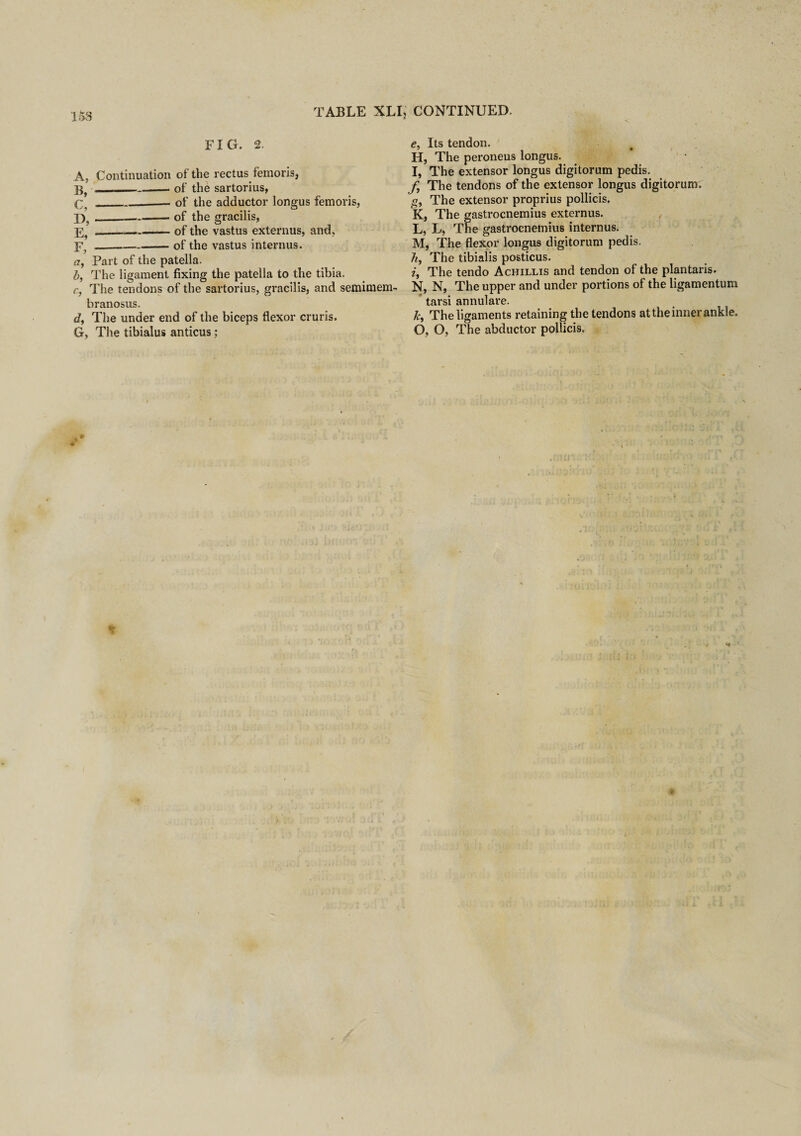 w u o « > 153 TABLE XLI, CONTINUED. Continuation of the rectus, femoris, ___of the sartorius, __— of the adductor longus femoris, _of the gracilis, --of the vastus externus, and, --.—--of the vastus interims. cr, Part of the patella. h, The ligament fixing the patella to the tibia. r, The tendons of the sartorius, gracilis, and semimem¬ branosus. d, The under end of the biceps flexor cruris. G, The tibialus anticus; H, The peroneus longus. I, The extensor longus digitorum pedis. f The tendons of the extensor longus digitorum, g, The extensor proprius pollicis. K, The gastrocnemius externus. L, L, The gastrocnemius internus. M, The flexor longus digitorum pedis. 7/, The tibialis posticus. i, The tendo Achillis and tendon of the plantaris. N, N, The upper and under portions of the ligamentum tarsi annulare. k, The ligaments retaining the tendons at the inner ankle. O, O, The abductor pollicis.