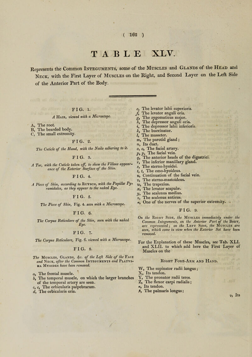 TABLE XLV. Represents the Common Integuments, some of the Muscles and Glands of the Head and Neck, with the First Layer of Muscles on the Right, and Second Layer on the Left Side of the Anterior Part of the Body. FIG. 1- A Hair, viewed with, a Microscope. A, The root. B, The bearded body. C, The small extremity. FIG. 2. The Cuticle of the Hand, with the Nails adhering to it. FIG. 3. A Toe, with the Cuticle taken off, to shew the Villous appear¬ ance of the Exterior Surface of the Skin. FIG. 4. A Piece of Skin, according to Ruysch, with the Papilla; Py- ramidales, as they appear to the naked Eye. FIG. 5. The Piece of Skin, Fig. 4. seen with a Microscope. FIG. 6. The Corpus Reticulare of the Skin, seen with the naked Eye. FIG. 7. The Corpus Reticulare, Fig. 6. viewed with a Microscope. FIG. 8. e, The levator labii superioris. - • f, The levator anguli oris. gy The zygomaticus major. //, The depressor anguli oris. £, The depressor labii inferioris. Jcy The buccinator. I, The masseter. in, The parotid gland ; n, Its duct. o, o, The facial artery. p, p, The facial vein. q, The anterior heads of the digastrici. r, The inferior maxillary gland. s, The sterno-hyoidei. t, t, The omo-hyoideus. u, Continuation of the facial vein. Vy The sterno-mastoideus. iy, The trapezius. Xy The levator scapulas. y, The scalenus medius. Zy The scalenus anticus. uy One of the nerves of the superior extremity. FIG. 9. On the Right Side, the Muscles immediately under the Common Integuments, on the Anterior Part of the Body, are represented; on the Left Side, the Muscles are seen, which come in view when the Exterior Set have been removed. For the Explanation of these Muscles, see Tab. XLI. and XLII. to which add here the First Layer of Muscles on the The Muscles, Glands, §c. of the Left Side of the Face and Neck, after the Common Integuments and Platys- Right Fore-Arm and Hand, ma Myoides have been removed. W, The supinator radii longus; a, The frontal muscle. X, Its tendon. b, The temporal muscle, on which the larger branches Y, The pronator radii teres, of the temporal artery are seen. Z, The flexor carpi radialis ; Cy Cy The orbicularis palpebrarum. «, Its tendon. dy The orbicularis oris. 0, The palmaris longus; Vi Its