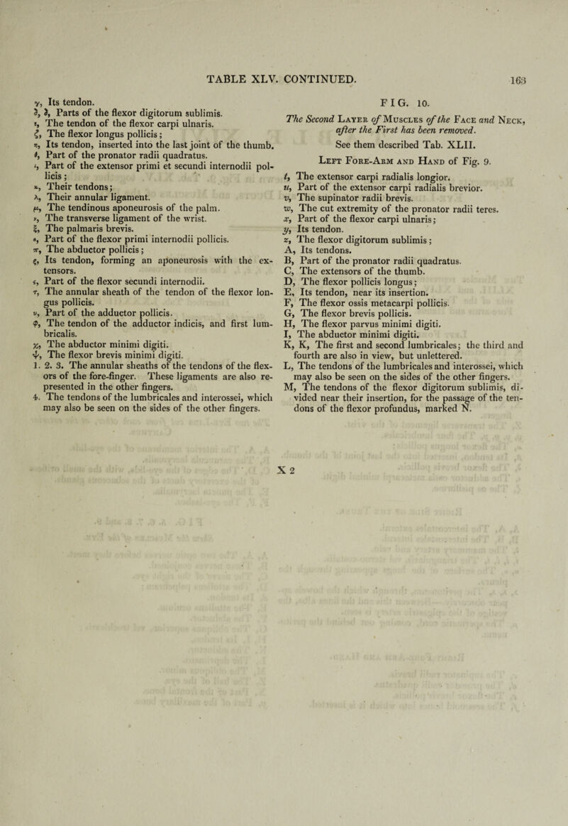 y, Its tendon. 2, Parts of the flexor digitorum sublimis. i, The tendon of the flexor carpi ulnaris. The flexor longus pollicis; r. Its tendon, inserted into the last joint of the thumb. 6, Part of the pronator radii quadratus. <, Part of the extensor primi et secundi internodii pol- licis; *, Their tendons; a, Their annular ligament. ft, The tendinous aponeurosis of the palm. >, The transverse ligament of the wrist. The palmaris brevis. a, Part of the flexor primi internodii pollicis. 7T, The abductor pollicis; Its tendon, forming an aponeurosis with the ex¬ tensors. «, Part of the flexor secundi internodii. t, The annular sheath of the tendon of the flexor lon¬ gus pollicis. v, Part of the adductor pollicis. <Pt The tendon of the adductor indicis, and first lum- bricalis. %, The abductor minimi digiti. 4*, The flexor brevis minimi digiti. 1. 2. 3. The annular sheaths of the tendons of the flex¬ ors of the fore-finger. These ligaments are also re¬ presented in the other fingers. 4. The tendons of the lumbricales and interossei, which may also be seen on the sides of the other fingers. FIG. 10. The Second Layer of Muscles of the Face and Neck, after the First has been removed. See them described Tab. XLII. Left Fore-Arm and Hand of Fig. 9. The extensor carpi radialis longior. m, Part of the extensor carpi radialis brevior. vt The supinator radii brevis. w, The cut extremity of the pronator radii teres. x, Part of the flexor carpi ulnaris ; 7/y Its tendon. z, The flexor digitorum sublimis ; A, Its tendons. B, Part of the pronator radii quadratus. C, The extensors of the thumb. D, The flexor pollicis longus; E, Its tendon, near its insertion. F, The flexor ossis metacarpi pollicis. G, The flexor brevis pollicis. H, The flexor parvus minimi digiti. I, The abductor minimi digiti. K, K, The first and second lumbricales; the third and fourth are also in view, but unlettered. L, The tendons of the lumbricales and interossei, which may also be seen on the sides of the other fingers. M, The tendons of the flexor digitorum sublimis, di¬ vided near their insertion, for the passage of the ten¬ dons of the flexor profundus, marked N.