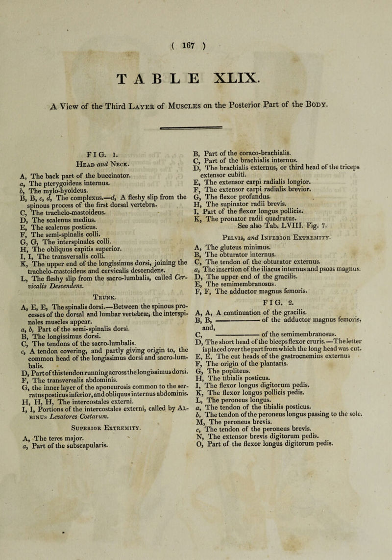 TABLE XLIX. A View of the Third Layer of Muscles on the Posterior Part of the Body. FIG. 1. Head and Neck. A, The back part of the buccinator. a, The pterygoideus internus. £, The mylo-hyoideus. B, B, c, d, The complexus.—d!, A fleshy slip from the spinous process of the first dorsal vertebra. C, The trachelo-mastoideus. D, The scalenus medius. E, The scalenus posticus. F, The semi-spinalis colli. G, G, The interspinales colli. H, The obliquus capitis superior. I, I, The transversalis colli. K, The upper end of the longissimus dorsi, joining the trachelo-mastoideus and cervicalis descendens. L, The fleshy slip from the sacro-lumbalis, called Cer¬ vicalis Descendens. Trunk. A, E, E, The spinalis dorsi.—Between the spinous pro¬ cesses of the dorsal and lumbar vertebrae, the interspi¬ nales muscles appear. a, b, Part of the semi-spinalis dorsi. B, The longissimus dorsi. C, The tendons of the sacro-lumbalis. c, A tendon covering, and partly giving origin to, the common head of the longissimus dorsi and sacro-lum¬ balis. ... D, Partofthistendonrunningacrossthelongissimusdorsi. F, The transversalis abdominis. G, the inner layer of the aponeurosis common to the ser- ratus posticus inferior, and obliquus internus abdominis. H, H, H, The intercostales externi. I, I, Portions of the intercostales externi, called by Al- binus Levatores Costarum. Superior Extremity. A, The teres major. a, Part of the subscapularis. B, Part of the coraco-brachialis. C, Part of the brachialis internus. D, The brachialis externus, or third head of the triceps extensor cubiti. E, The extensor carpi radialis longior. F, The extensor carpi radialis brevior. G, The flexor profundus. H, The supinator radii brevis. I, Part of the flexor longus pollicis. K, The pronator radii quadratus. See also Tab. LVIII. Fig. 7. Pelvis, and Inferior Extremity. A, The gluteus minimus. B, The obturator internus. C, The tendon of the obturator externus. a, The insertion of the iliacus internus and psoas magnus. D, The upper end of the gracilis. E, The semimembranosus. F, F, The adductor magnus femoris. FIG, 2. A, A, A continuation of the gracilis. B, B,-of the adductor magnus femoris, and, C, -of the semimembranosus. D, The short head of the biceps flexor cruris.—Theletter isplacedoverthepartfromwhich the long head was cut. E, E, The cut heads of the gastrocnemius externus F, The origin of the plantaris. G, The popliteus. H, The tibialis posticus. I, The flexor longus digitorum pedis. K, The flexor longus pollicis pedis. L, The peroneus longus. a, The tendon of the tibialis posticus. by The tendon of the peroneus longus passing to the sole. M, The peroneus brevis. c, The tendon of the peroneus brevis. N, The extensor brevis digitorum pedis. O, Part of the flexor longus digitorum pedis.
