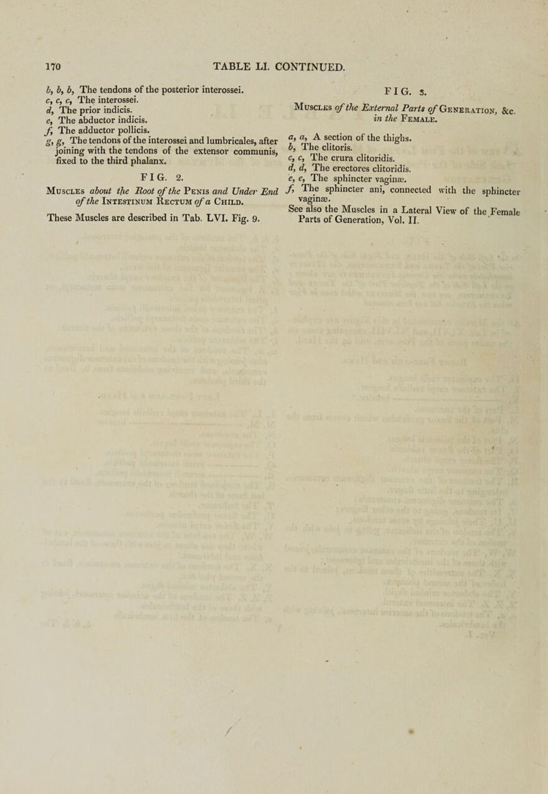 b, b, b, The tendons of the posterior interossei. c, c, c, The interossei. d, The prior indicis. e, The abductor indicis. f The adductor pollicis. g, g, The tendons of the interossei and lumbricales, after joining with the tendons of the extensor communis, fixed to the third phalanx. FIG. 2. Muscles about the Boot of the P enis and Under End of the Intestinum Rectum of a Child. These Muscles are described in Tab. LVI. Fig. 9. FIG. 3. Muscles of the External Parts of Generation, &c. in the Female. a, a, A section of the thighs. b, The clitoris. a, c, The crura clitoridis. d, d, The erectores clitoridis. e, e, The sphincter vaginae. f The sphincter ani, connected with the sphincter vaginae. See also the Muscles in a Lateral View of the Female Parts of Generation, Vol. II.