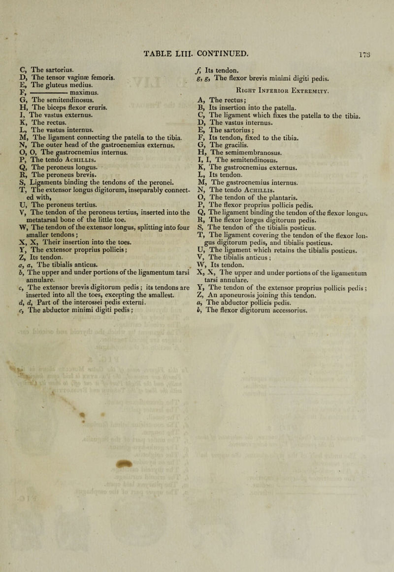 C, The sartorius. D, The tensor vaginae femoris. E, The gluteus medius. F, --maximus. G, The semitendinosus. H, The biceps flexor cruris. I, The vastus externus. K, The rectus. L, The vastus internus. M, The ligament connecting the patella to the tibia. N, The outer head of the gastrocnemius externus. O, O, The gastrocnemius internus. P, The tendo Achillis. Q, The peroneus longus. R, The peroneus brevis. S, Ligaments binding the tendons of the peronei. T, The extensor longus digitorum, inseparably connect¬ ed with, U, The peroneus tertius. V, The tendon of the peroneus tertius, inserted into the metatarsal bone of the little toe. W, The tendon of the extensor longus, splitting into four smaller tendons; X, X, Their insertion into the toes. Yy The extensor proprius pollicis; Z, Its tendon. a, a, The tibialis anticus. by The upper and under portions of the ligamentum tarsi annulare. Cy The extensor brevis digitorum pedis; its tendons are inserted into all the toes, excepting the smallest. dy dy Part of the interossei pedis externi. e, The abductor minimi digiti pedis; fy Its tendon. g, gy The flexor brevis minimi digiti pedis. Right Inferior Extremity. Ay The rectus; B, Its insertion into the patella. C, The ligament which fixes the patella to the tibia. D, The vastus internus. E, The sartorius; F, Its tendon, fixed to the tibia. G, The gracilis. H, The semimembranosus. I, I, The semitendinosus. K, The gastrocnemius externus. L, Its tendon. M, The gastrocnemius internus. N, The tendo Achillis. O, The tendon of the plantaris. P, The flexor proprius pollicis pedis. Q, The ligament binding the tendon of the flexor longus. R, The flexor longus digitorum pedis. S, The tendon of the tibialis posticus. T, The ligament covering the tendon of the flexor lon¬ gus digitorum pedis, and tibialis posticus. U, The ligament which retains the tibialis posticus. V, The tibialis anticus ; W, Its tendon. X, X, The upper and under portions of the ligamentum tarsi annulare. Y, The tendon of the extensor proprius pollicis pedis ; Z, An aponeurosis joining this tendon, a, The abductor pollicis pedis. by The flexor digitorum accessorius.