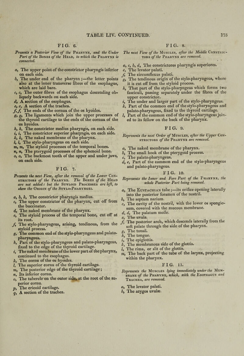 FIG. 6. Presents a Posterior View of the Pharynx, and the Under Part of the Bones of the Head, to which the Pharynx is connected. a, The upper point of the constrictor pharyngis inferior on each side. b, The under end of the pharynx;—the letter points also at the inner transverse fibres of the esophagus, which are laid bare. cf c, The outer fibres of the esophagus descending ob¬ liquely backwards on each side. df A section of the esophagus. e, e, A section of the trachea. ff The ends of the cornua of the os hyoides. gf g, The ligaments which join the upper processes of the thyroid cartilage to the ends of the cornua of the os hyoides. hi hi The constrictor medius pharyngis, on each side. i, i. The constrictor superior pharyngis, on each side. ky k, The naked membrane of the pharynx. ly ly The stylo-pharyngeus on each side. m, my The styloid processes of the temporal bones. n, n. The pterygoid processes of the sphenoid bone. Oy Oy The backmost tooth of the upper and under jaws, on each side. FIG. 7. Presents the next View, after the removal of the Lower Con¬ strictors of the Pharynx. The Bones of the Head are not addeds but the Styloid Processes are left, to shew the Origin of the Stylo-Pharyngei. ay by ky The constrictor pharyngis medius. c, The upper constrictor of the pharynx, cut off from the buccinator. dy The naked membrane of the pharynx. e, The styloid process of the temporal bone, cut off* at its root. fy The stylo-pharyngeus, arising, tendinous, from the styloid process. g. The common end of the stylo-pharyngeus and palato- pharyngeus. h. Part of the stylo-pharyngeus and palato-pharyngeus, fixed to the edge of the thyroid cartilage. i. The naked membrane of the lower part of the pharynx, continued to the esophagus. ky The cornu of the os hyoides. I, The superior cornu of the thyroid cartilage. my The posterior edge of the thyroid cartilage ; n, Its inferior cornu. Oy The tubercle on the outer side, at the root of the su¬ perior cornu. p. The cricoid cartilage. qy A section of the trachea. FIG. 8. The next View of the Muscles, after the Middle Constric¬ tors of the Pharynx are removed. a, Cy by dy The constrictores pharyngis superiores. e, The levator palati. f, The circumflexus palati. gy The tendinous origin of the stylo-pharyngeus, where it is cut off from the styloid process. hy That part of the stylo-pharyngeus which forms two fasciculi, passing separately under the fibres of the upper constrictor. iy The under and larger part of the stylo-pharyngeus. ky Part of the common end of the stylo-pharyngeus and palato-pharyngeus, fixed to the thyroid cartilage. l, Part of the common end of the stylo-pharyngeus join¬ ed to its fellow on the back of the pharynx. FIG. 9. Represents the next Order of Muscles, after the Upper Con¬ strictors of the Pharynx are removed. a, The naked membrane of the pharynx. by The small hook of the pterygoid process. Cy The palato-pharyngeus. dy e. Part of the common end of the stylo-pharyngeus and palato-pharyngeus. FIG. 10. Represents the Inner and ForePart of the Pharynx, the whole Posterior Part being removed. ay The Eustachian tube ;—its orifice opening laterally into the posterior foramen of the nostril. by The septum narium. Cy The cavity of the nostril, with the lower os spongio¬ sum, covered with the mucous membrane. dy dy The palatum molle. e, The uvula. fy The posterior arch, which descends laterally from the soft palate through the side of the pharynx. g. The tonsil. hy The tongue. iy The epiglottis. Ic, The membranous side of the glottis. ly The rima, or slit of the glottis. m. The back part of the tube of the larynx, projecting within the pharynx. FIG. 11. Represents the Muscles lying immediately under the Mem¬ brane of the Pharynx, which, with the Esophagus and Trachea, are removed. ay The levator palati. by The azygos uvulae.