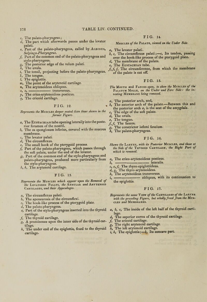 c, The palato-pharyngeus; d, The part which afterwards passes under the levator palati. e, Part of the palato-pharyngeus, called by Albinus, Sa Ipi ngo-Pha ryngeus. f Part of the common end of the palato-pharyngeus and stylo-pharyngeus. g, The posterior edge of the velum palati. //, The uvula. i, The tonsil, projecting before the palato-pharyngeus. 7c, The tongue. Z, The epiglottis. in, The point of the arytenoid cartilage. n, The arytenoideus obliquus. o, o,-transversus. p, The crico-arytenoideus posticus. q, The cricoid cartilage. FIG. 12. * Represents the Muscles deeper seated than those shewn in the former Figure. a, The Eustachian tube opening laterally into the poste¬ rior foramen of the nostril. h, The os spongiosum inferius, covered with the mucous membrane. c, The levator palati. d, The circumflexus. e, The small hook of the pterygoid process. f, Part of the palato-pharyngeus, which passes through the soft palate, under the end of the levator. g, Part of the common end of the stylo-pharyngeus and palato-pharyngeus, produced more particularly from the stylo-pharyngeus. h, h, The arytenoid cartilage. FIG. 13. Represents the Muscles which appear upon the Removal of the Levatores Palati, the Annular and Arytenoid Cartilages, and their Appendages. a, The circumflexus palati. h, The aponeurosis of the circumflexi. c. The hook-like process of the pterygoid plate. d. The palato-pharyngeus. e. Part of the stylo-pharyngeus inserted into the thyroid cartilage. f. The thyroid cartilage. g, A prominence upon the inner side of the thyroid car- tilage. 7i, The under end of the epiglottis, fixed to the thyroid cartilage. FIG. H. Muscles of the Palate, viewed on the Under Side. a, The levator palati. b, c, The circumflexus palati;—c, Its tendon, passing over the hook-like process of the pterygoid plate. d, The membrane of the palate. e, The Eustachian tube. f, f,f, The circumference, from which the membrane of the palate is cut off. FIG. 15. The Mouth and Fauces open, to shew the Muscles of the Palatum Molle, on the Under and Fore Side» the in¬ vesting Membrane being removed. a, The posterior arch, and, b, The anterior arch of the palate.—Between this and the posterior arch a, is the seat of the amygdala. c, The edge of the soft palate. d, The uvula. e, The tongue. ff, The fauces. g, The constrictor isthmi faucium. h, The palato-pharyngeus. FIG. 16. Shews the Larynx, with its Posterior Muscles, and those at the Side of the Thyroid Cartilage, the Right Part of which is removed. a, The crico-arytenoideus posticus. b, -lateralis. c, e,f The thyro-epiglottideus. * d, g, The thyro-arytenoideus. h, The arytenoideus transversus. --obliquus, with its continuation to the epiglottis. FIG. 17. Represents the same View of the Cartilages of the Larynx with the preceding Figure, but wholly freed from the Mus¬ cles and Membranes. a, b, c, The inside of the left half of the thyroid carti- lage. d. The superior cornu of the thyroid cartilage. f The cricoid cartilage. g, The right arytenoid cartilage. h, The left arytenoid cartilage. i, k, The epiglottisk, Its concave part.