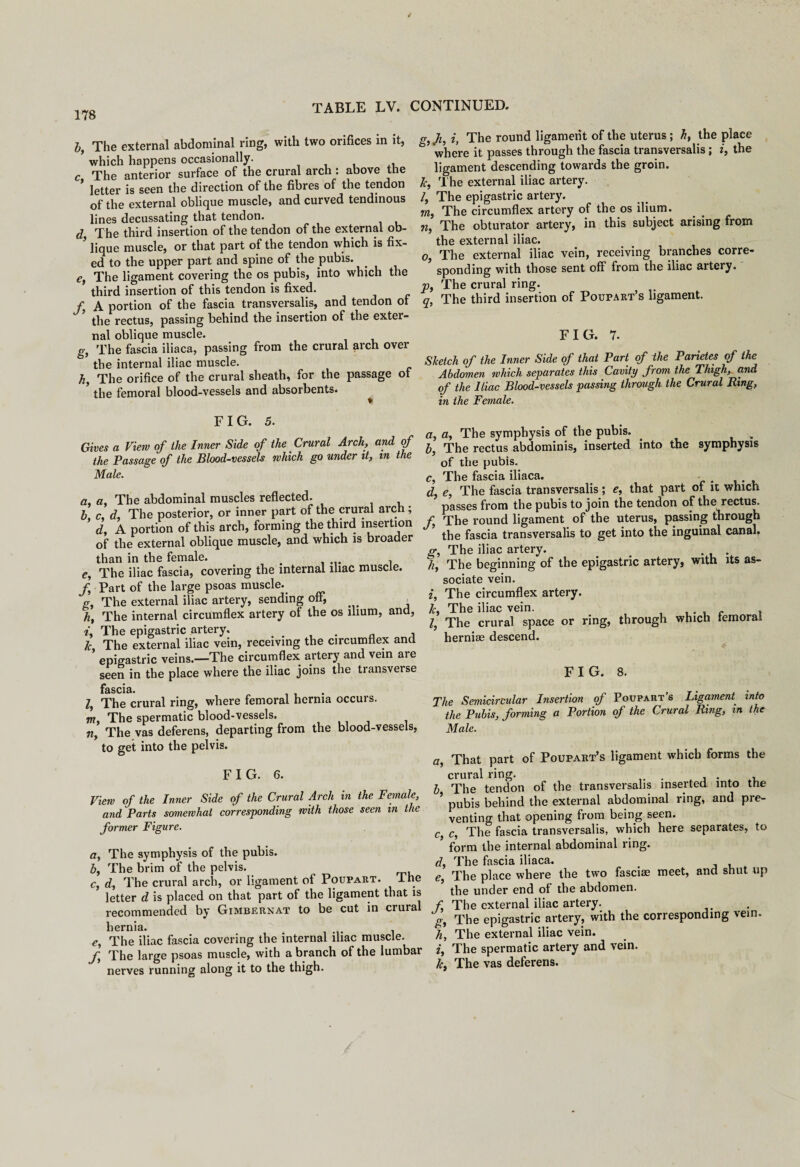 bf The external abdominal ring, with two orifices in it, * which happens occasionally. c The anterior surface of the crural arch : above the * ietter js seen the direction of the fibres of the tendon of the external oblique muscle, and curved tendinous lines decussating that tendon. d The third insertion of the tendon of the external ob¬ lique muscle, or that part of the tendon which is fix¬ ed to the upper part and spine of the pubis. c, The ligament covering the os pubis, into which the third insertion of this tendon is fixed. f A portion of the fascia transversalis, and tendon ol the rectus, passing behind the insertion of the exter¬ nal oblique muscle. g, The fascia iliaca, passing from the crural arch over the internal iliac muscle. h, The orifice of the crural sheath, for the passage of the femoral blood-vessels and absorbents. FIG. 5. Gives a View of the Inner Side of the Crural Arch, and of the Passage of the Blood-vessels which go under it, m the Male. a, a, The abdominal muscles reflected. b c, d. The posterior, or inner part of the crural arch ; ’ d, A portion of this arch, forming the third insertion of the external oblique muscle, and which is broader than in the female. . . e, The iliac fascia, covering the internal iliac muscle. f Part of the large psoas muscle. g, The external iliac artery, sending off, , /z, The internal circumflex artery of the os ilium, and, i, The epigastric artery, , , 7c, The external iliac vein, receiving the circumflex and epigastric veins.—The circumflex artery and vein are seen in the place where the iliac joins the transverse fnscid* Z, The crural ring, where femoral hernia occurs. m, The spermatic blood-vessels. n, The vas deferens, departing from the blood-vessels, to get into the pelvis. FIG. 6. View of the Inner Side of the Crural Arch in the Female, and Parts somewhat corresponding with those seen in the former Figure. a, The symphysis of the pubis. b, The brim of the pelvis. c, d, The crural arch, or ligament of Poupaut. The letter d is placed on that part of the ligament that is recommended by Gimbernat to be cut in crural hernia. e. The iliac fascia covering the internal iliac muscle. f The large psoas muscle, with a branch of the lumbar nerves running along it to the thigh. g, Ji, i, The round ligament of the Uterus ; Ji, the place b where it passes through the fascia transversalis; i, the ligament descending towards the groin. 7c, The external iliac artery. /, The epigastric artery. m, The circumflex artery of the os ilium. n, The obturator artery, in this subject arising from the external iliac. o, The external iliac vein, receiving branches corre¬ sponding with those sent off from the iliac artery. p, The crural ring. q, The third insertion of Poupart’s ligament. FIG. 7. Sketch of the Inner Side of that Part of ihe Parietes of the Abdomen which separates this Cavity from the Thigh, and of the Iliac Blood-vessels passing through the Crural Ring, in the Female. a, a, The symphysis of the pubis. i „ b, The rectus abdominis, inserted into the symphysis of the pubis. c, The fascia iliaca. • d, e, The fascia transversalis ; e, that part of it which passes from the pubis to join the tendon of the rectus. f The round ligament of the uterus, passing through the fascia transversalis to get into the inguinal canal. g, The iliac artery. . h, The beginning of the epigastric artery, with its as¬ sociate vein. i, The circumflex artery. 7c, The iliac vein. , . , r , Z, The crural space or ring, through which femoral herniae descend. FIG. 8. The Semicircular Insertion of Poupart’s Ligament, into the Pubis, forming a Portion oj the Crural Ring, in the Male. a, That part of Poupart’s ligament which forms the crural ring. . , b The tendon of the transversalis inserted into the ’ pubis behind the external abdominal ring, and pre¬ venting that opening from being seen. c, c, The fascia transversalis, which here separates, to ’ form the internal abdominal ring. d, The fascia iliaca. . e, The place where the two fasciae meet, and shut up the under end of the abdomen. f The external iliac artery. g, The epigastric artery, with the corresponding vein. 7i, The external iliac vein. i, The spermatic artery and vein. 7c, The vas deferens.