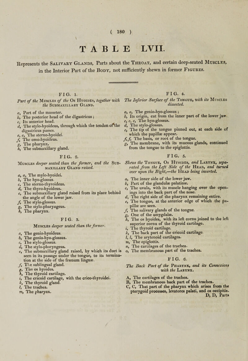 TABLE LVII. Represents the Salivary Glands, Parts about the Throat, and certain deep-seated Muscles, in the Interior Part of the Body, not sufficiently shewn in former Figures. FIG. l. Part of the Muscles of the Os Hyoides, together with the Submaxillary Gland. Part of the masseter. h, The posterior head of the digastricus ; c. Its anterior head. dy The stylo-hyoideus, through which the tendon oPthe digastricus passes. e, e, The sterno-hyoidei. f The omo-hyoideus. g, The pharynx. h, The submaxillary gland. FIG. 2. Muscles deeper seated than the former, and the Sub¬ maxillary Gland raised. at a. The mylo-hyoidei. by The hyo-glossus. Cy The sterno-thyroideus. dy The thyro-hyoideus. €t The submaxillary gland raised from its place behind the angle of the lower jaw. fy The stylo-glossus. gy The stylo-pharyngeus. h, The pharynx. FIG. 3. Muscles deeper seated than the former. a, The genio-hyoideus. b, The genio-hyo-glossus. c, The stylo-glossus. dy The stylo-pharyngeus. e, The submaxillary gland raised, by which its duct is seen in its passage under the tongue, to its termina¬ tion at the side of the fraenum linguae. fy The sublingual gland. gy The os hyoides, hy The thyroid cartilage. iy The cricoid cartilage, with the crico-thyroidei. kt The thyroid gland. /, The trachea, n, The pharynx. FIG. 4. The Inferior Surface of the Tongue, mth its Muscles dissected. ay a, The genio-hyo-glossus ; by Its origin, cut from the inner part of the lower jaw. Cy Cy Cy The hyo-glossus. dy The stylo-glossus. e, The tip of the longue pinned out, at each side of which the papillae appear. fyf The basis, or root of the tongue. gy The membrane, with its mucous glands, continued from the tongue to the epiglottis. FIG. 5. / Shews the Tongue, Os Hyoides, and Larynx, sepa¬ rated from the Left Side of the Head, and turned over upon the Eighty—the Head being inverted. a. The inner side of the lower jaw. by Part of the glandulae palatinae. Cy The uvula, with its muscle hanging over the open¬ ings into the back part of the nose. dy The right side of the pharynx remaining entire. ey The tongue, at the anterior edge of which the pa¬ pillae are seen. f The salivary glands of the tongue. gy One of the amygdalae. hy The os hyoides, with its left cornu joined to the left superior cornu of the thyroid cartilage. iy The thyroid cartilage. hy The back part of the cricoid cartilage. I, ly The arytenoid cartilages. my The epiglottis. jiy The cartilages of the trachea. Oy The membranous part of the trachea. FIG. 6. The Back Part of the Pharynx, and its Connexions with the Larynx. A, The cartilages of the trachea. B, The membranous back part of the trachea. C, C, That part of the pharynx which arises from the pterygoid processes, levatores palati, and os occipitis. D, D, Parts