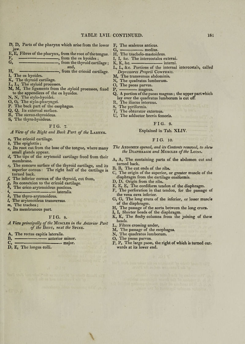 D, D, Parts of the pharynx which arise from the lower jaw. E, E, Fibres of the pharynx, from the root of the tongue. F, • ---, from the os hyoides ; G, -, from the thyroid cartilage ; and, H, -, from the cricoid cartilage. I, The os hyoides. K, The thyroid cartilage. L, L, The styloid processes. M, M, The ligaments from the styloid processes, fixed to the appendices of the os hyoides. N, N, The stylo-hyoidei. O, O, The stylo-pharyngei. P, The back part of the esophagus. Q, Q, Its external surface. R, The sterno-thyroideus. S, The thyro-hyoideus. FIG. 7. A View of the Right and Back Part of the Larynx. a, The cricoid cartilage. b, The epiglottis ; cy Its root cut from the base of the tongue, where many small glands appear. dy The tips of the arytenoid cartilage freed from their membrane. e, The concave surface of the thyroid cartilage, and its superior cornua: The right half of the cartilage is turned back. fy The inferior cornua of the thyroid, cut from, gy Its connexion to the cricoid cartilage. hy The crico-arytenoideus posticus. i, ——-lateralis. ky The thyro-arytenoideus. ly The arytenoideus transversus. ttiy The trachea; nt Its membranous part. FIG. 8. A View 'principally of the Muscles in the Anterior Part of the Body, next the Spine. A, The rectus capitis lateralis. B, --anterior minor. C, --major. D, E, The longus colli. F, The scalenus anticus. G, -medius. H, The trachelo-mastoideus. I, I, &c. The intercostales externi. K, K, &c.-interni. L, L, &c. Portions of the internal intercostals, called Depressores Proprii Cowperii. M, The transversus abdominis. N, The quadratus lumborum. O, The psoas parvus. P, -magnus. Q, A portion of the psoas magnus ; the upper part which lay over the quadratus lumborum is cut off. R, The iliacus internus. S, The pyriformis. T, The obturator externus. U, The adductor brevis femoris. FIG. 9. Explained in Tab. XLIV. FIG. 10. The Abdomen opened, and its Contents removed, to shew the Diaphragm and Muscles of the Loins. A, A, The containing parts of the abdomen cut and turned back, B, B, The cut ends of the ribs. C, The origin of the superior, or greater muscle of the diaphragm from the cartilago ensiformis. D, D, Origin from the ribs. E, E, E, The cordiform tendon of the diaphragm. F, The perforation in that tendon, for the passage of the vena cava inferior. G, G, The long crura of the inferior, or lesser muscle of the diaphragm. H, The passage of the aorta between the long crura. I, I, Shorter heads of the diaphragm. K, K, The fleshy columns from the joining of these heads. L, Fibres crossing under, M, The passage of the esophagus. N, The quadratus lumborum. O, The psoas parvus. P, P, The large psoae, the right of which is turned out¬ wards at its lower end.