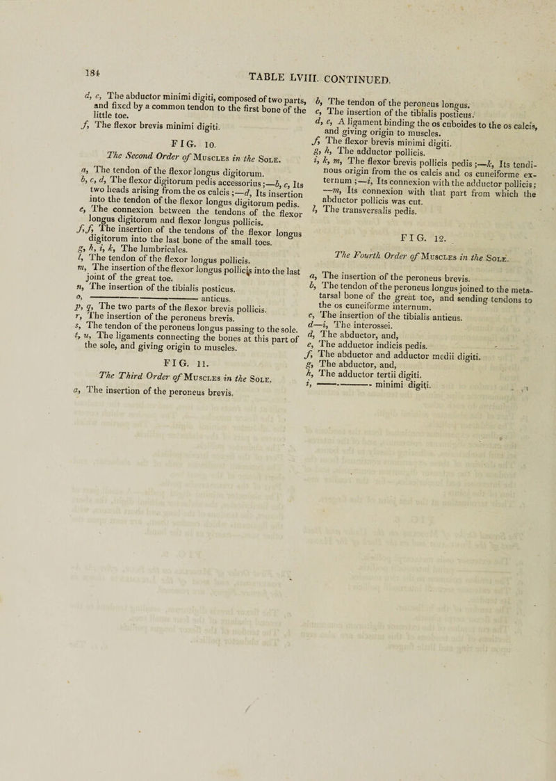 d, e, The abductor minimi digiti, composed of two parts, and fixed by a common tendon to the first bone of the little toe. /, The flexor brevis minimi digiti. FIG. 10. Thc Second Order of Muscles in the Sole. a> The tendon of the flexor longus digitorum. b, c, d, The flexor digitorum pedis accessorius;—b, c Its two heads arising from the os calcis ;—d, Its insertion into the tendon of the flexor longus digitorum pedis. e, lhe connexion between the tendons of the flexor longus digitorum and flexor longus pollicis. ff'lhe insertion of the tendons of the flexor longus digitorum into the last bone of the small toes. g> by i, k, The lumbricales. I, The tendon of the flexor longus pollicis. vt, The insertion of the flexor longus pollicis into the last joint of the great toe. n, The insertion of the tibialis posticus anticus. Vi $i The two parts of the flexor brevis pollicis. r, 1 he insertion of the peroneus brevis. s* The tendon of the peroneus longus passing to the sole. t, u, l he ligaments connecting the bones at this part of the sole, and giving origin to muscles. FIG. 11. The Third Order of Muscles in the Sole. o} i he insertion of the peroneus brevis. b, The tendon of the peroneus longus. c, The insertion of the tibialis posticus; d, e, A ligament binding the os cuboides to the os calcis, and giving origin to muscles. f 1 he flexor brevis minimi digiti. g} h, The adductor pollicis. h h, m, The flexor brevis pollicis pedis ;—k, Its tendi¬ nous origin from the os calcis and os cuneiforme ex¬ ternum ;—2, Its connexion with the adductor pollicis; “T-“S connexion with that part from which the abductor pollicis was cut. I, The transversalis pedis. FIG. 12. The Fourth Order of Muscles in the Sole. «, 1 he insertion of the peroneus brevis. b, The tendon of the peroneus longus joined to the meta- taisal bone of the great toe, and sending tendons to the os cuneiforme internum. c> The insertion of the tibialis anticus. d—i, The interossei. d, The abductor, and, e, The adductor indicis pedis. f The abductor and adductor medii digiti. g, The abductor, and, h, The adductor tertii digiti. i, ----minimi digiti. t