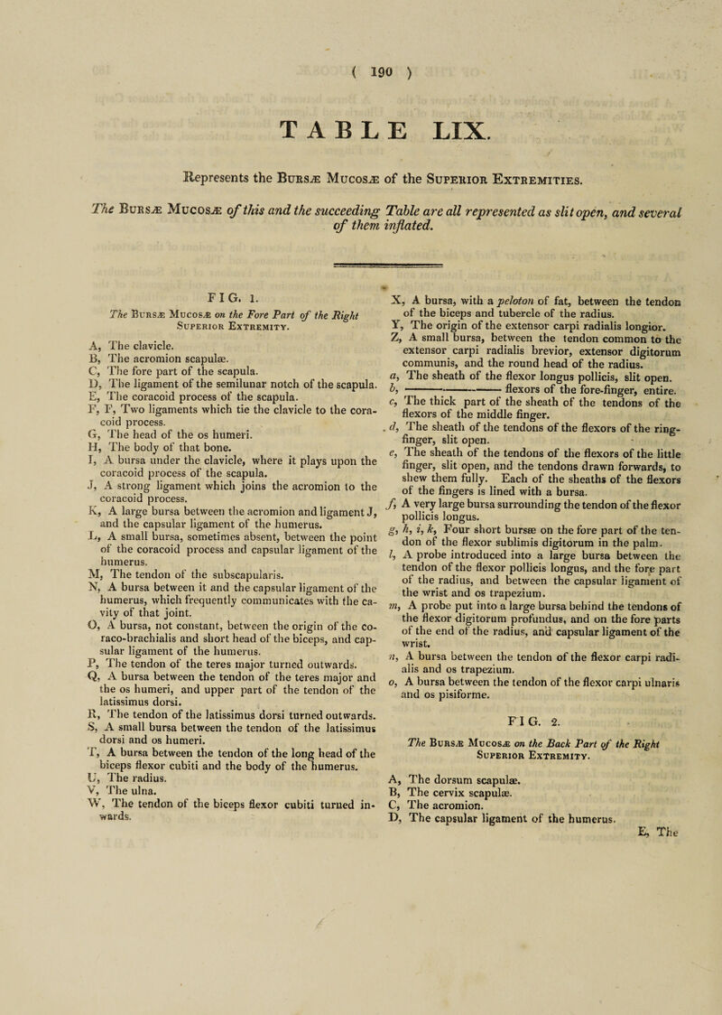 TABLE LIX. Represents the Bursts Mucosae of the Superior Extremities. The Bursae Mucosae of this and the succeeding Table are all represented as slit open, and several of them inflated. FIG. 1. The Burs.® Mucosa on the Fore Part of the Fight Superior Extremity. A, The clavicle. B, The acromion scapulae. C, The fore part of the scapula. D, The ligament of the semilunar notch of the scapula. E, The coracoid process of the scapula. F, F, Two ligaments which tie the clavicle to the cora¬ coid process. G, The head of the os humeri. H, The body of that bone. I, A bursa under the clavicle, where it plays upon the coracoid process of the scapula. J, A strong ligament which joins the acromion to the coracoid process. K, A large bursa between the acromion and ligament J, and the capsular ligament of the humerus. X, A small bursa, sometimes absent, between the point of the coracoid process and capsular ligament of the humerus. M, The tendon of the subscapularis. N, A bursa between it and the capsular ligament of the humerus, which frequently communicates with the ca¬ vity of that joint. O, A bursa, not constant, between the origin of the co- raco-brachialis and short head of the biceps, and cap¬ sular ligament of the humerus. P, The tendon of the teres major turned outwards. Q, A bursa between the tendon of the teres major and the os humeri, and upper part of the tendon of the latissimus dorsi. R, The tendon of the latissimus dorsi turned outwards. S, A small bursa between the tendon of the latissimus dorsi and os humeri. T, A bursa between the tendon of the long head of the biceps flexor cubiti and the body of the humerus. U, The radius. V, The ulna. W, The tendon of the biceps flexor cubiti turned in¬ wards. X, A bursa, with a peloton of fat, between the tendon of the biceps and tubercle of the radius. Y, The origin of the extensor carpi radialis longior. Z, A small bursa, between the tendon common to the extensor carpi radialis brevior, extensor digitorum communis, and the round head of the radius. a, The sheath of the flexor longus pollicis, slit open. b, -——-flexors of the fore-finger, entire. c, The thick part of the sheath of the tendons of the flexors of the middle finger. . d, The sheath of the tendons of the flexors of the ring- finger, slit open. e, The sheath of the tendons of the flexors of the little finger, slit open, and the tendons drawn forwards, to shew them fully. Each of the sheaths of the flexors of the fingers is lined with a bursa. f, A very large bursa surrounding the tendon of the flexor pollicis longus. g, h, i, Jc, Four short bursae on the fore part of the ten¬ don of the flexor sublimis digitorum in the palm. l, A probe introduced into a large bursa between the tendon of the flexor pollicis longus, and the fore part of the radius, and between the capsular ligament of the wrist and os trapezium. m, A probe put into a large bursa behind the tendons of the flexor digitorum profundus, and on the fore parts of the end of the radius, and capsular ligament of the wrist. n, A bursa between the tendon of the flexor carpi radi¬ alis and os trapezium. o, A bursa between the tendon of the flexor carpi ulnaris and os pisiforme. FI G. 2. The Burs.® Mucosa on the Back Part of the Right Superior Extremity. A, The dorsum scapulae. B, The cervix scapulae. C, The acromion. I), The capsular ligament of the humerus. E, The