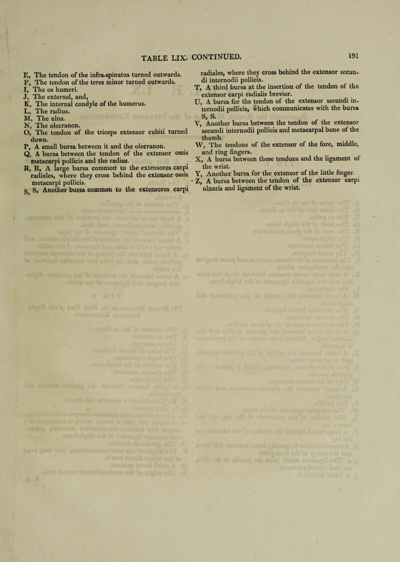 E, The tendon of the infra-spinatus turned outwards. F, The tendon of the teres minor turned outwards. I, The os humeri. J, The external, and, K, The internal condyle of the humerus. L, The radius. M, The ulna. N, The olecranon. O, The tendon of the triceps extensor cubiti turned down. P, A small bursa between it and the olecranon. Q, A bursa between the tendon of the extensor ossis metacarpi pollicis and the radius. R, R, A large bursa common to the extensores carpi radiales, where they cross behind the extensor ossis metacarpi pollicis. g} S, Another buisa common to the extensores carpi radiales, where they cross behind the extensor secun- di internodii pollicis. T, A third bursa at the insertion of the tendon of the extensor carpi radialis brevior. U, A bursa for the tendon of the extensor secundi in. ternodii pollicis, which communicates with the bursa S, S. V, Another bursa between the tendon of the extensor secundi internodii pollicis and metacarpal bone of the thumb. W, The tendons of the extensor of the fore, middle, and ring fingers. X, A bursa between these tendons and the ligament of the wrist. Y, Another bursa for the extensor of the little finger. Z, A bursa between the tendon of the extensor carpi ulnaris and ligament of the wrist.