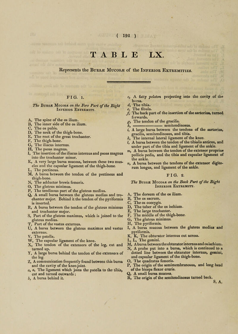 TABLE LX. Represents the Burs.® Mucos® of the Inferior Extremities. FIG. I. The Burs.® Mucos® on the Tore Part of the Bight Inferior Extremity. A, The spine of the os ilium. B, The inner side of the os ilium. C, The os pubis. D, The neck of the thigh-bone. E, The root of the great trochanter. F, The thigh-bone. G, The iliacus internus. H, The psoas magnus. I, The insertion of the iliacus internus and psoas magnus into the trochanter minor. K, A very large bursa mucosa, between these two mus¬ cles and the capsular ligament of the thigh-bone. L, The pectineus. M, A bursa between the tendon of the pectineus and thigh-bone. N, The adductor brevis femoris. O, The gluteus minimus. P, The tendinous part of the gluteus medius. Q, A small bursa between the gluteus medius and tro¬ chanter major. Behind it the tendon of the pyriformis is inserted. R, A bursa between the tendon of the gluteus minimus and trochanter major. S, Part of the gluteus maximus, which is joined to the gluteus medius. T, Part of the vastus externus. U, A bursa between the gluteus maximus and vastus externus. V, The patella. W, The capsular ligament of the knee. X, The tendon of the extensors of the leg, cut and turned up. Y, A large bursa behind the tendon of the extensors of the leg. Z, A communication frequently found between this bursa and the cavity of the knee-joint. a, a, The ligament which joins the patella to the tibia, cut and turned outwards ; b, A bursa behind it. c, A fatty peloton projecting into the cavity of the bursa. dt The tibia. e. The fibula. f The back part of the insertion of the sartorius, turned forwards. g, The tendon of the gracilis. h, -semitendinosus. i, A large bursa between the tendons of the sartorius, gracilis, semitendinosus, and tibia. 7r, The internal lateral ligament of the knee. Z, A bursa between the tendon of the tibialis anticus, and under part of the tibia and ligament of the ankle. m, A bursa between the tendon of the extensor proprius pollicis pedis, and the tibia and capsular ligament of the ankle. w, A bursa between the tendons of the extensor digito- rum longus, and ligament of the ankle. FIG. 2. The Burs® Mucos® on the Back Part of the Bight Inferior Extremity. A, The dorsum of the os ilium. B, The os sacrum. C, The os coccygis. D, The tuber of the os ischium. E, The large trochanter. F, The middle of the thigh-bone. G, The gluteus minimus. H, The pyriformis. I, A bursa mucosa between the gluteus medius and pyriformis. K, K, The obturator internus cut across. L, L, The gem ini. M, A bursa between the obturator internus and os ischium. N, A probe put into a bursa, which is continued to a dotted line between the obturator internus, gemini, and capsular ligament of the thigh-bone. O, The quadratus femoris. P, The origin of the semimembranosus, and long head of the biceps flexor cruris. Q, A small bursa mucosa. R, The origin of the semitendinosus turned back. S, A,