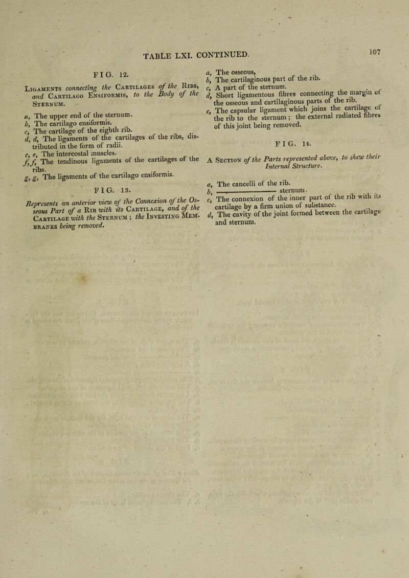 / TABLE LXI. CONTINUED. FIG. 12. Ligaments connecting the Cartilages of the Ribs, and Cartilago Ensiformis, to the Body of the Sternum. a, The upper end of the sternum. b, The cartilago ensiformis. c, The cartilage of the eighth rib. d, d, The ligaments of the cartilages of the ribs, dis¬ tributed in the form of radii. e, e, The intercostal muscles. ff The tendinous ligaments of the cartilages ot the ribs. g, g, The ligaments of the cartilago ensiformis. FIG. 13. Represents an anterior view of the Connexion oj the Os¬ seous Part of a Rib with its Cartilage, and of the Cartilage with the Sternum ; the Investing Mem¬ branes being removed. ;, The osseous, b, The cartilaginous part of the rib. c, A part of the sternum. . d, Short ligamentous fibres connecting the margin ot the osseous and cartilaginous parts of the nb. e, The capsular ligament which joins the carti age ot the rib to the sternum ; the external radiated fibres of this joint being removed. FIG. 14. A Section of the Parts represented above, to shew their Internal Structure. a, The cancelli of the rib. I _._sternum. ... c, The connexion of the inner part of the rib with Us cartilage by a firm union ot substance. <7, The cavity of the joint formed between the cartilage and sternum.