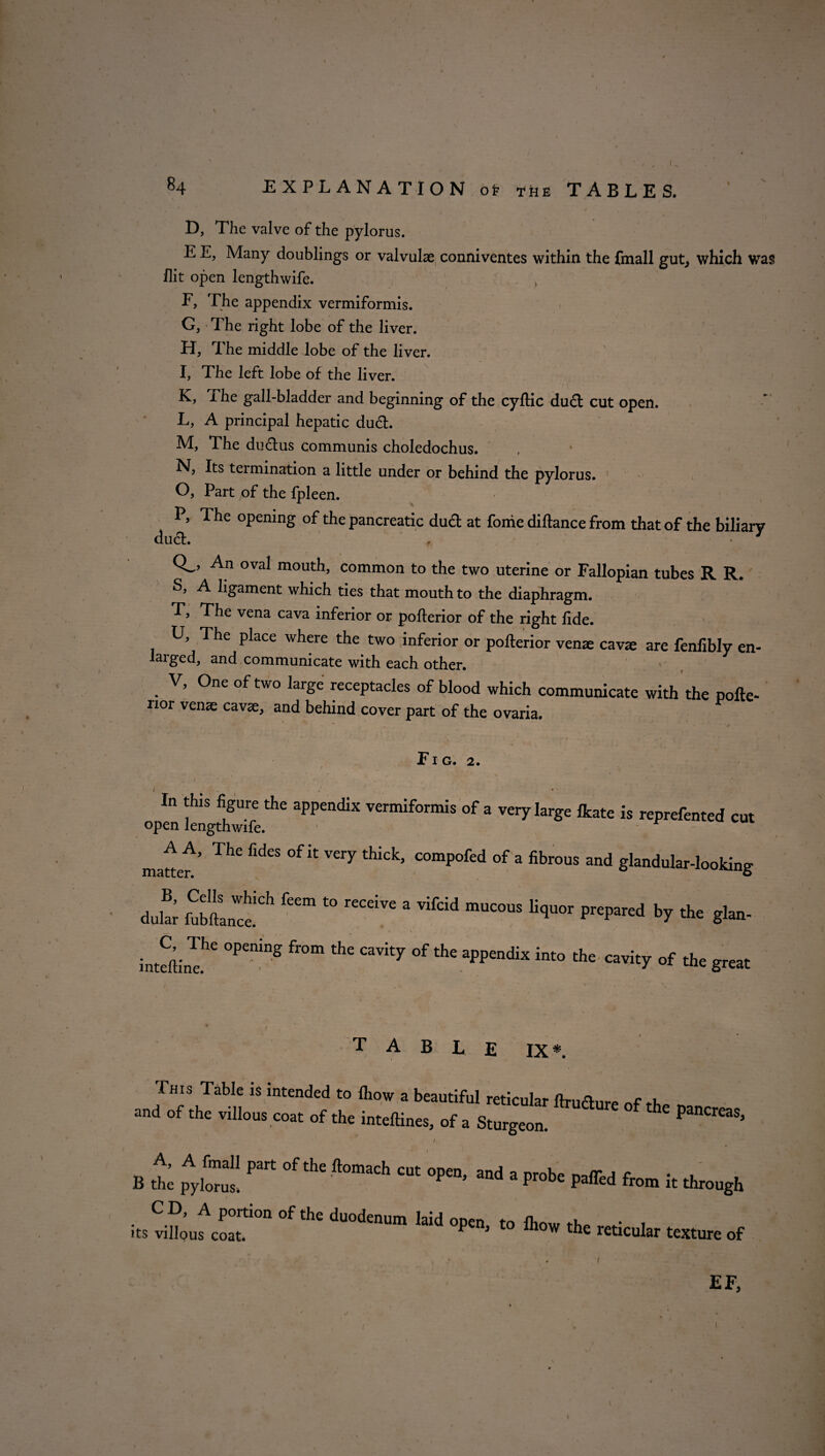 \ D, The valve of the pylorus. E E, Many doublings or valvulae conniventes within the {mail gut, which was flit open lengthwife. F, The appendix vermiformis. G, The right lobe of the liver. H, The middle lobe of the liver. ' , • I, The left lobe of the liver. K, i he gall-bladder and beginning of the cyftic dud cut open. L, A principal hepatic dud. M, The dudus communis choledochus. Nj termination a little under or behind the pylorus. 1 O, Part of the fpleen. P, The opening of the pancreatic dud at fonie diftance from that of the biliarv dud. ' ' \ • y Q_, An oval mouth, common to the two uterine or Fallopian tubes R R. S, A ligament which ties that mouth to the diaphragm. T, The vena cava inferior or pofterior of the right flde. U, The place where the two inferior or pofterior venae cavae are fenfibly en- larged, and communicate with each other. 1 f V, One of two large receptacles of blood which communicate with the pofte- rior venae cavae, and behind cover part of the ovaria. Fig. 2. In this figure the appendix vermiformis of a very large fkate is reprefented cut open lengthwife. A A, The fides of it very thick, compofed of a fibrous and glandular-looking matter. di; f“” “ r'™ 3 Vifcid muc0us U,i»0' F«l»'d by the glan- inrfin?' 0P“!”g f”m Ci'y °f aPP'ndix the »f the great table IX * This Table is intended to fhow a beautiful reticular ftrudlure nfth„ „ and of the villous coat of the inteftines, of a Sturgeon. Pereas, B ,t p?W Pan “f °P“- “* a ^ ra®d fron k ^ °f  laid °P'' t0 * reticular texture of EF,