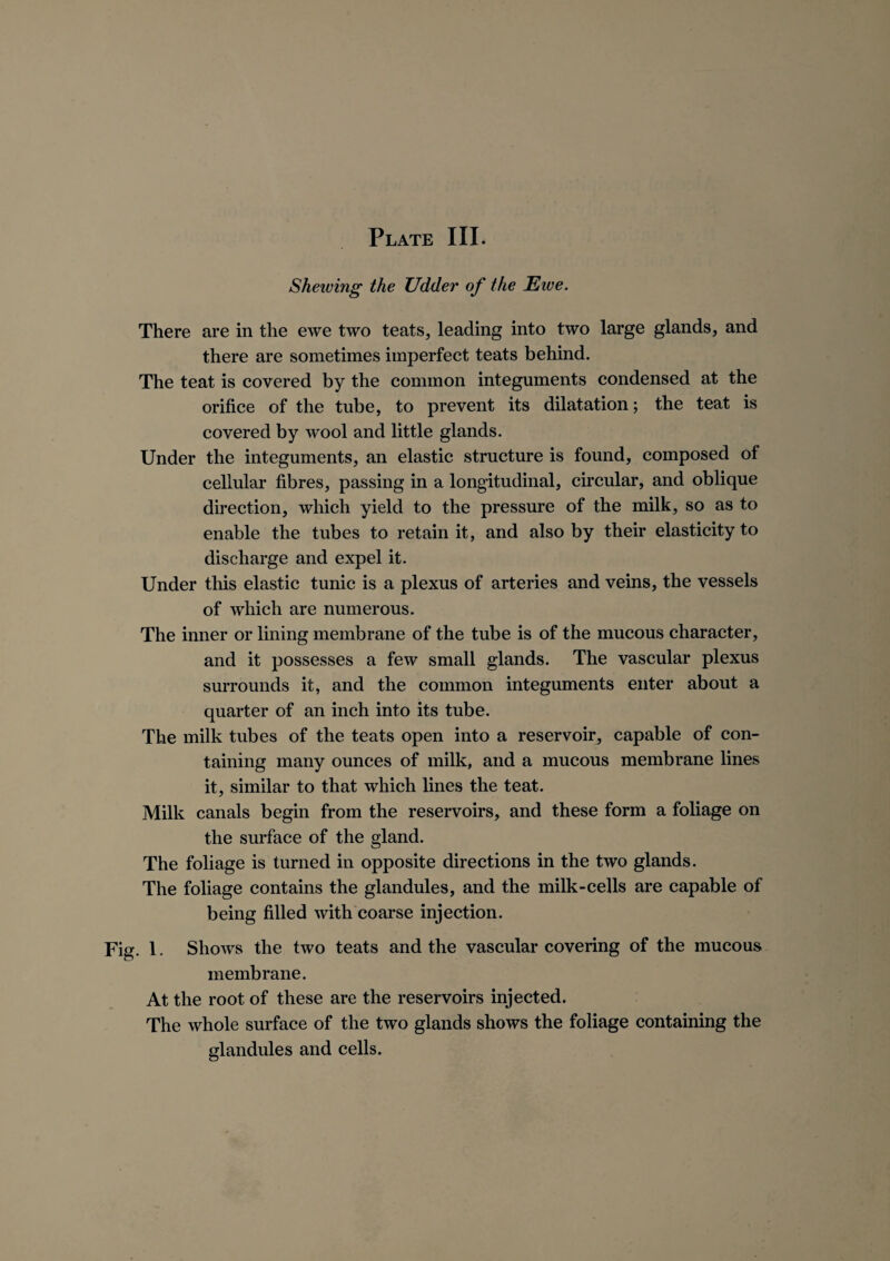 Shewing the Udder of the Ewe. There are in the ewe two teats, leading into two large glands, and there are sometimes imperfect teats behind. The teat is covered by the common integuments condensed at the orifice of the tube, to prevent its dilatation; the teat is covered by wool and little glands. Under the integuments, an elastic structure is found, composed of cellular fibres, passing in a longitudinal, circular, and oblique direction, which yield to the pressure of the milk, so as to enable the tubes to retain it, and also by their elasticity to discharge and expel it. Under this elastic tunic is a plexus of arteries and veins, the vessels of which are numerous. The inner or lining membrane of the tube is of the mucous character, and it possesses a few small glands. The vascular plexus surrounds it, and the common integuments enter about a quarter of an inch into its tube. The milk tubes of the teats open into a reservoir, capable of con¬ taining many ounces of milk, and a mucous membrane lines it, similar to that which lines the teat. Milk canals begin from the reservoirs, and these form a foliage on the surface of the gland. The foliage is turned in opposite directions in the two glands. The foliage contains the glandules, and the milk-cells are capable of being filled with coarse injection. 1. SIioavs the two teats and the vascular covering of the mucous, membrane. At the root of these are the reservoirs injected. The whole surface of the two glands shows the foliage containing the glandules and cells.