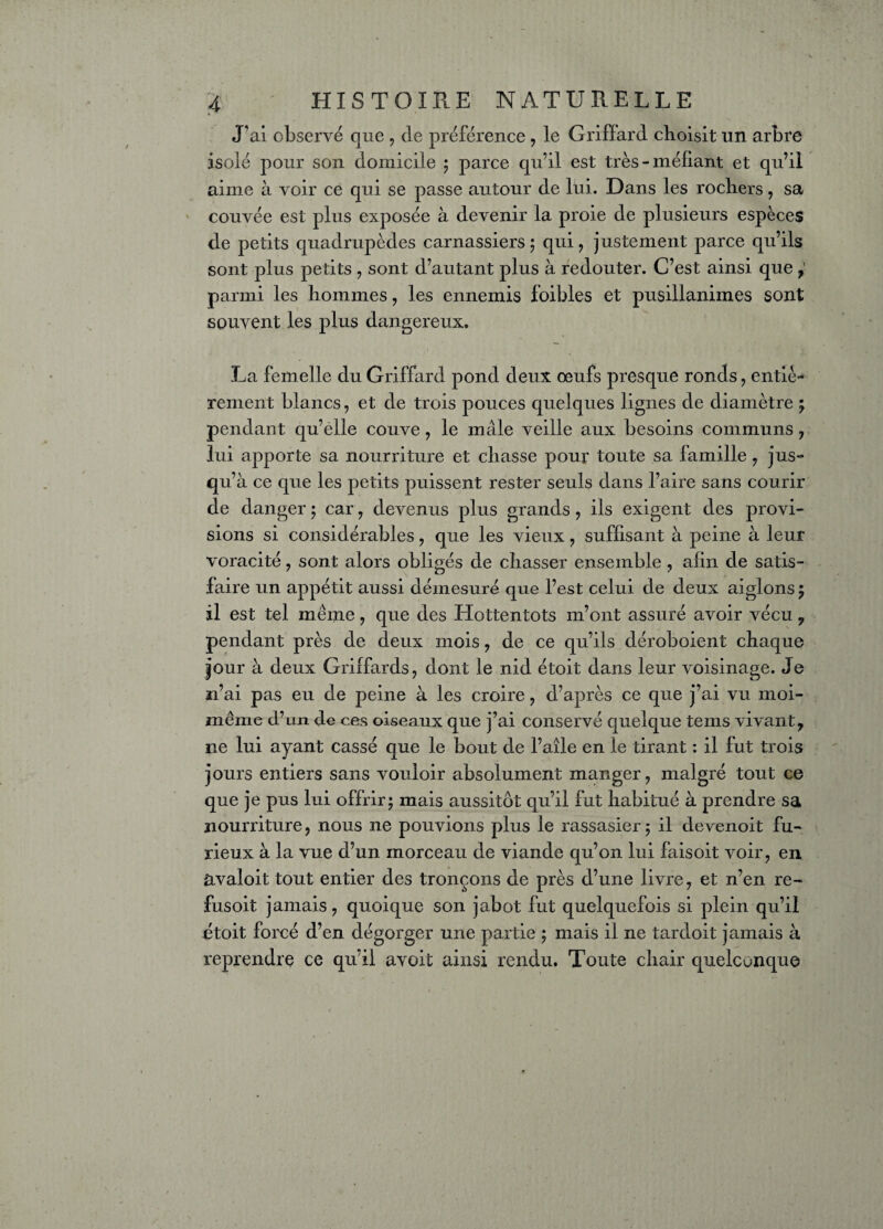 J'ai observé que , de préférence , le Griffard cboisit un arbre isolé pour son domicile ; parce qu’il est très-méfiant et qu’il aime à voir ce qui se passe autour de lui. Dans les rochers, sa couvée est plus exposée à devenir la proie de plusieurs espèces de petits quadrupèdes carnassiers ; qui , justement parce qu’ils sont plus petits , sont d’autant plus à redouter. C’est ainsi que , parmi les hommes, les ennemis foibles et pusillanimes sont souvent les plus dangereux. \ La femelle du Griffard pond deux œufs presque ronds , entiè¬ rement blancs, et de trois pouces quelques lignes de diamètre ; pendant qu’elle couve , le mâle veille aux besoins communs , lui apporte sa nourriture et chasse pour toute sa famille , jus¬ qu’à ce que les petits puissent rester seuls dans l’aire sans courir de danger ; car , devenus plus grands , ils exigent des provi¬ sions si considérables, que les vieux , suffisant à peine à leur voracité , sont alors obligés de chasser ensemble , afin de satis¬ faire un appétit aussi démesuré que l’est celui de deux aiglons m? il est tel meme , que des Hottentots m’ont assuré avoir vécu ? pendant près de deux mois , de ce qu’ils déroboient chaque jour à deux Griffards, dont le nid étoit dans leur voisinage. Je n’ai pas eu de peine à les croire , d’après ce que j’ai vu moi- même d’un de ces oiseaux que j’ai conservé quelque teins vivant, ne lui ayant cassé que le bout de l’aile en le tirant : il fut trois jours entiers sans vouloir absolument manger, malgré tout ce que je pus lui offrir; mais aussitôt qu’il fut habitué à prendre sa nourriture, nous ne pouvions plus le rassasier ; il devenoit fu¬ rieux à la vue d’un morceau de viande qu’on lui faisoit voir, en âvaloit tout entier des tronçons de près d’une livre, et n’en re- fusoit jamais, quoique son jabot fut quelquefois si plein qu’il étoit forcé d’en dégorger une partie ; mais il ne tardoit jamais à reprendre ce qu’il avoit ainsi rendu. Toute chair quelconque i