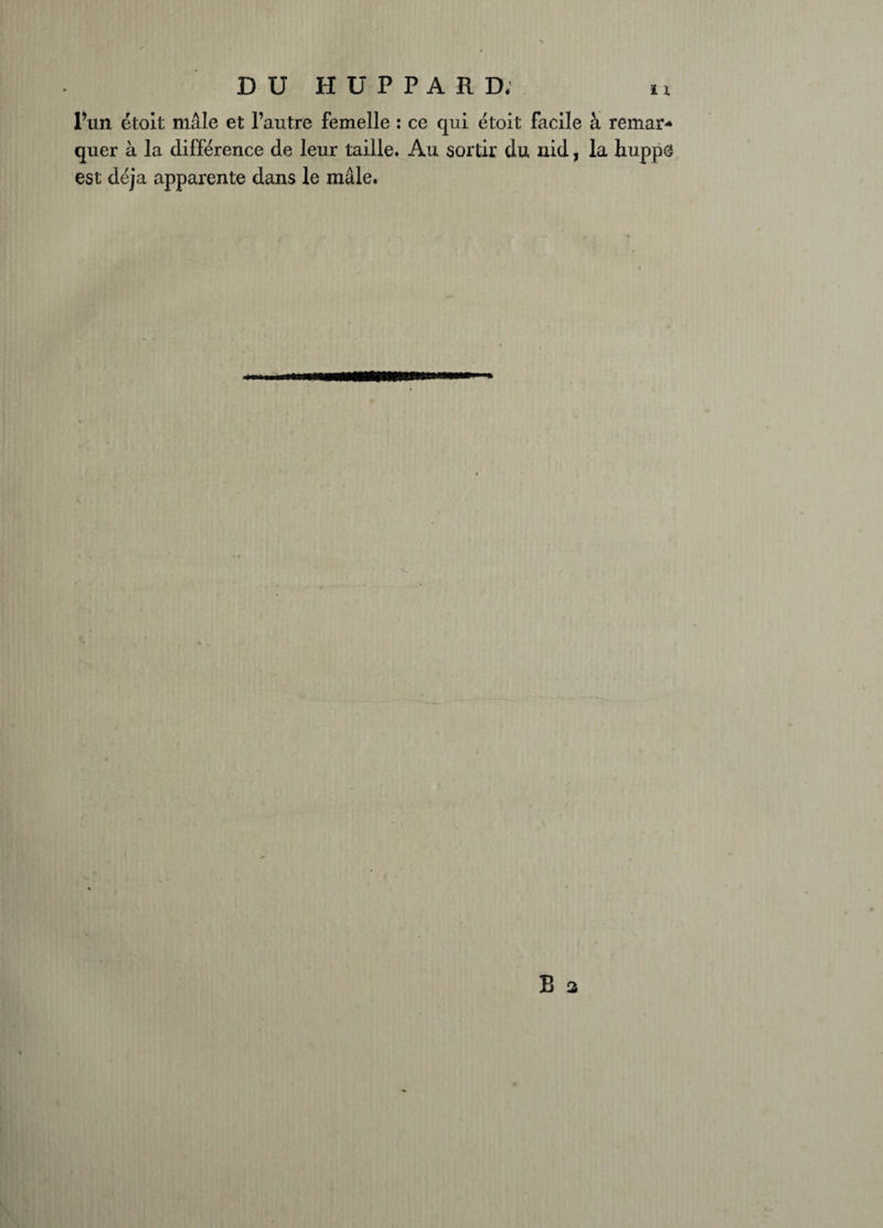 DU HÜPPARD; n l’un étoit mâle et l’autre femelle : ce qui étoit facile à remar¬ quer à la différence de leur taille. Au sortir du nid, la huppe est déjà apparente dans le mâle.