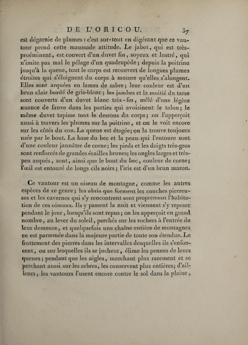est dégarnie de plumes : c’est sur-tout en digérant que ce vau¬ tour prend cette maussade attitude. Le jabot, qui est très- proéminent, est couvert d’un duvet fin, soyeux et lustré, qui n’imite pas mal le pélage d’un quadrupède ; depuis la poitrine jusqu’à la queue, tout le corps est recouvert de longues plumes étroites qui s’éloignent du corps à mesure qu’elles s’alongent. Elles sont arquées en lames de sabre ; leur couleur est d’un brun clair bordé de gris-blanc ; les jambes et la moitié du tarse sont couverts d’un duvet blanc très - fin, mêlé d’une légère nuance de fauve dans les parties qui avoisinent le talon ; le même duvet tapisse tout le dessous du corps 5 on l’apperçoit aussi à travers les plumes sur la poitrine, et on le voit encore sur les côtés du cou. La queue est étagée; on la trouve toujours usée par le bout. La base du bec et la peau- qui l’entoure sont d’une couleur jaunâtre de corne; les pieds et les doigts très-gros sont renforcés de grandes écailles brunes; les ongles larges et très- peu arqués , sont, ainsi que le bout du bec , couleur de corne; l’œil est entouré de longs cils noirs ; l’iris est d’un brun maron. Ce vautour est un oiseau de montagne, comme les autres espèces de ce genre; les abris que forment les couches pierreu¬ ses et les cavernes qui s’y rencontrent sont proprement riiabita- tion de ces oiseaux. Ils y passent la nuit et viennent s’y reposer pendant le jour, lorsqu’ils sont repus ; on les apperçoit en grand nombre , au lever du soleil, perchés sur les rochers à l’entrée de leur demeure , et quelquefois une chaîne entière de montagnes en est parsemée dans la majeure partie de toute son étendue. Le frottement des pierres dans les intervalles desquelles ils s’enfon¬ cent , ou sur lesquelles ils se juchent, élimé les pennes de leurs queues ; pendant que les aigles , marchant plus rarement et se perchant aussi sur les arbres, les conservent plus entières; d’ail¬ leurs 7 les vautours l’usent encore contre le sol dans la plaine 7