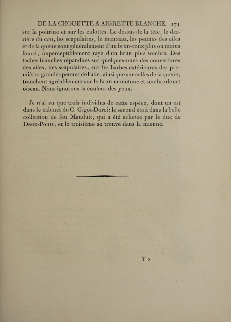 sur la poitrine et sur les culottes. Le dessus de la tête, le der¬ rière du cou, les scapulaires, le manteau, les pennes des ailes et de la queue sont généralement d’un brun-roux plus ou moins foncé , imperceptiblement rayé d’un brun plus sombre. Des taches blanches répandues sur quelques-unes des couvertures des ailes, des scapulaires, sur les barbes extérieures des pre¬ mières grandes pennes del’aîle, ainsi que sur celles de la queue, tranchent agréablement sur le brun monotone et sombre de cet oiseau. Nous ignorons la couleur des yeux. Je n’ai vu que trois individus de cette espèce, dont un est dans le cabinet duC. Gigot-Dorci; le second étoit dans la belle collection de feu Mauduit, qui a été achetée par le duc de Deux-Ponts, et le troisième se trouve dans la mienne.