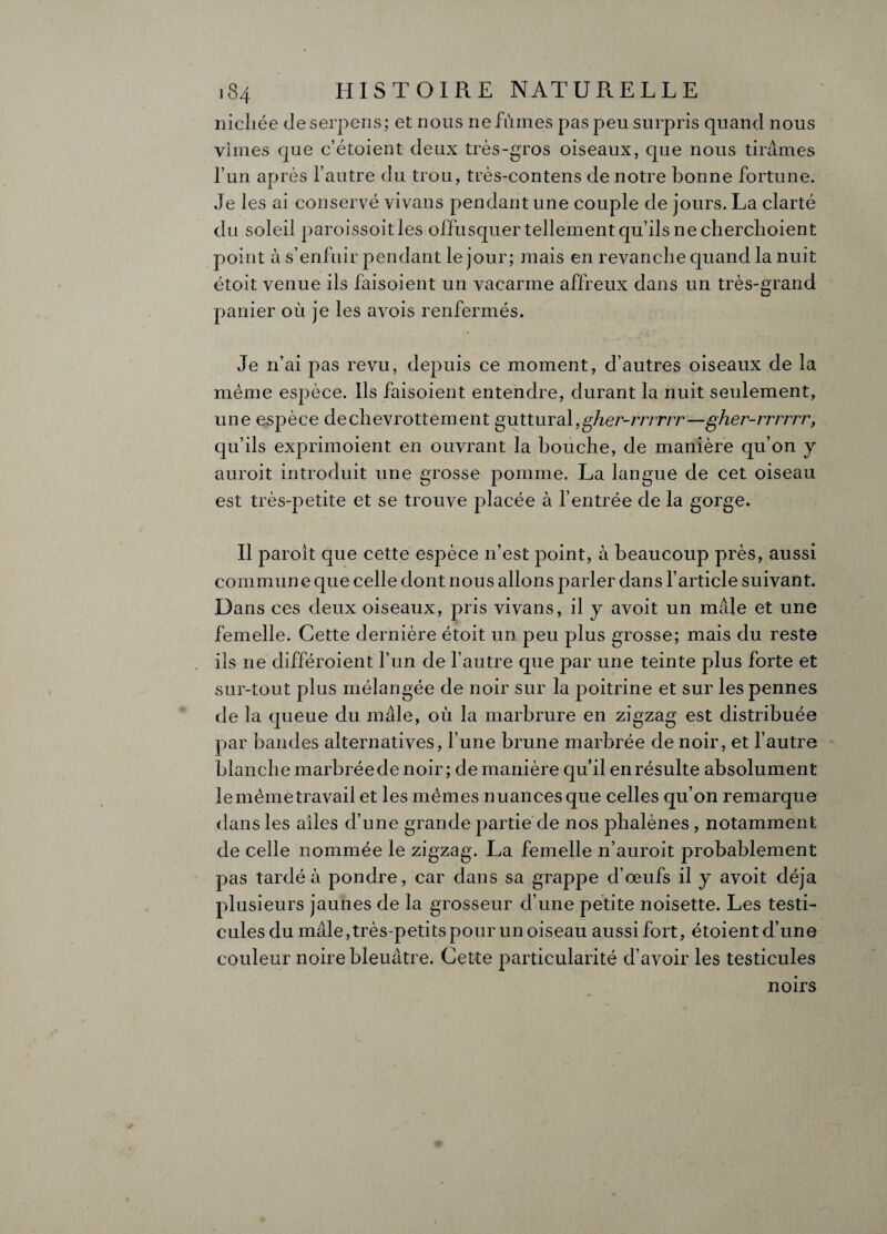 niellée de serpens; et nous ne fûmes pas peu surpris quand nous vîmes que c’étoient deux très-gros oiseaux, que nous tirâmes l’un après l’autre du trou, très-contens de notre bonne fortune. Je les ai conservé vivans pendant une couple de jours. La clarté du soleil paroissoitles offusquer tellement qu’ils ne cherchoient point à s’enfuir pendant le jour; mais en revanche quand la nuit étoit venue ils faisoient un vacarme affreux dans un très-grand panier où je les avois renfermés. Je n’ai pas revu, depuis ce moment, d’autres oiseaux de la même espèce. Ils faisoient entendre, durant la nuit seulement, une espèce dechevrottement guttural,gher-rrrrrr —gher-rrrrrr, qu’ils exprimoient en ouvrant la bouche, de manière qu’on y auroit introduit une grosse pomme. La langue de cet oiseau est très-petite et se trouve placée à l’entrée de la gorge. Il paroît que cette espèce n’est point, à beaucoup près, aussi commune que celle dont nous allons parler dans l’article suivant. Dans ces deux oiseaux, pris vivans, il y avoit un mâle et une femelle. Cette dernière étoit un peu plus grosse; mais du reste ils ne différoient l’un de l’autre que par une teinte plus forte et sur-tout plus mélangée de noir sur la poitrine et sur les pennes de la queue du mâle, où la marbrure en zigzag est distribuée par bandes alternatives, hune brune marbrée de noir, et l’autre blanch e marbrée de noir ; de manière qu’il en résulte absolument lemèmetravail et les mêmes nuances que celles qu’on remarque dans les ailes d’une grande partie de nos phalènes, notamment de celle nommée le zigzag. La femelle n’auroit probablement pas tardé à pondre, car dans sa grappe d’œufs il y avoit déjà plusieurs jaunes de la grosseur d’une petite noisette. Les testi¬ cules du mâle, très-petits pour un oiseau aussi fort, étoient d’une couleur noire bleuâtre. Cette particularité d’avoir les testicules noirs