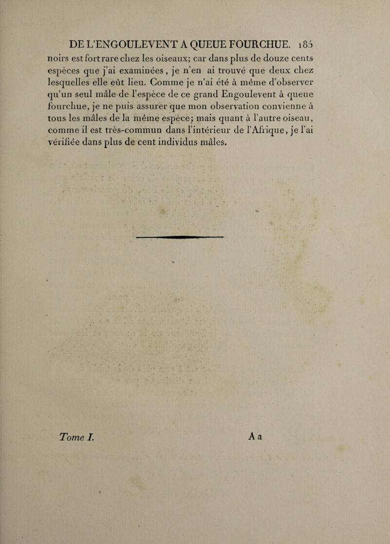 noirs est fort rare chez les oiseaux; car dans plus de douze cents espèces que j’ai examinées , je n’en ai trouvé que deux chez lesquelles elle eût lieu. Comme je n’ai été à même d’observer qu’un seul mâle de l’espèce de ce grand Engoulevent à queue fourchue, je ne puis assurer que mon observation convienne à tous les mâles de la meme espèce; mais quant à l’autre oiseau, comme il est très-commun dans l’intérieur de l’Afrique, je l’ai vérifiée dans plus de cent individus mâles. h A a Tome I.