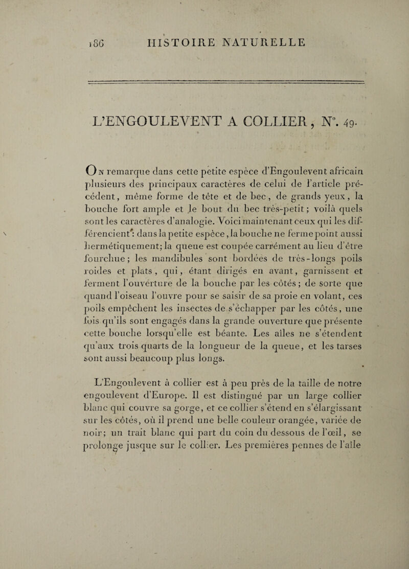 L’ENGOULEVENT A COLLIER, N°. 49- On remarque dans cette petite espèce d’Engoulevent africain plusieurs des principaux caractères de celui de l’article pré¬ cédent , meme forme de tête et de bec, de grands yeux , la bouche fort ample et le bout du bec très-petit ; voilà quels sont les caractères d’analogie. Voici maintenant ceux qui les dif¬ férencient*: dans la petite espèce ,1a bouche ne ferme point aussi hermétiquement; la queue est coupée carrément au lieu d’être fourchue; les mandibules sont bordées de très-longs poils roides et plats, qui, étant dirigés en avant, garnissent et ferment l’ouverture de la bouche par les côtés; de sorte que quand l’oiseau l’ouvre pour se saisir de sa proie en volant, ces poils empêchent les insectes de s’échapper par les côtés, une fois qu’ils sont engagés dans la grande ouverture que présente cette bouche lorsqu’elle est béante. Les ailes ne s’étendent qu’aux trois quarts de la longueur de la queue, et les tarses sont aussi beaucoup plus longs. * L'Engoulevent à collier est à peu près de la taille de notre engoulevent d’Europe. Il est distingué par un large collier blanc qui couvre sa gorge, et ce collier s’étend en s’élargissant sur les côtés, où il prend une belle couleur orangée, variée de noir; un trait blanc qui part du coin du dessous de l’œil, se prolonge jusque sur le collier. Les premières pennes de l’aile