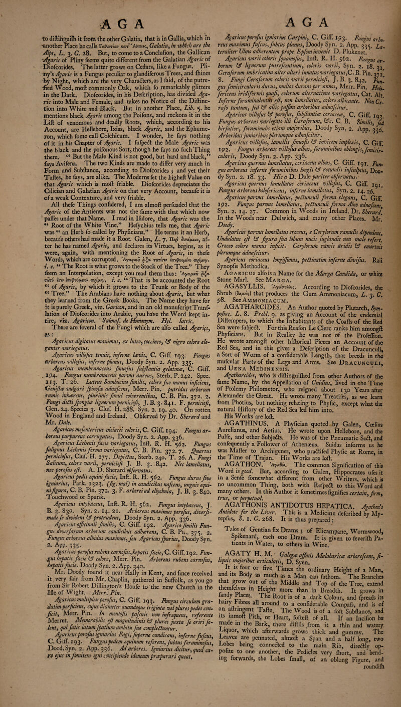 to diftihguilh it from the other Galatia, that is in Gallia, which in ’another Place he calls r<*?wiav x<*T”'AX7reK, Galatia, in which are the ■dips, L. 3. C. 28. But, to come to a Conclufion, the Gallican •Agaric of Pliny feems quite different from the Galatian Agaric of Diofcorides. The latter grows on Cedars, like a Fungus. Pli¬ ny’s Agaric is a Fungus peculiar to glandiferous Trees, and fhines by Night, which are the very Charadiers, as I faid, of the putre¬ fied Wood, moft commonly Oak, which fo remarkably glitters in the Dark. Diofcorides, in his Defcription, has divided Aga¬ ric into Male and Female, and takes no Notice of the Diftinc- tion into White and Black. But in another Place, Lib. 5. he mentions black Agaric among the Poifons, and reckons it in the Lift of venomous and deadly Roots, which, according to his Account, are Hellebore, Ixias, black Agaric, and the Ephume- ron, which fome call Colchicum. I wonder, he fays nothing of it in his Chapter of Agaric. I fufpedt the Male Agaric was the black and the poifonous Sort, though he fays no fuch Thing there. “ But the Male Kind is not good, but hard and black,” fays Avifena. The two Kinds are made to differ very much in Form and Subftance, according to Diofcorides ; and yet their Taftes, he fays, are alike. The Moderns fet the higheft Value on that Agaric which is moft friable. Diofcorides depreciates the Cilician and Galatian Agaric on that very Account, becaufe it is of a weak Contexture, and very friable. All thefe Things confidered, I am almoft perfuaded that the Agaric of the Antients was not the fame with that which now paffes under that Name. I read in Ifidore, that Agaric was the “ Root of the White Vine.” Hefychius tells me, that Agaric was “ an Herb fo called by Phyficians.” He terms it an Herb, becaufe others had made it a Root. Galen, L. 7. ILgfc af¬ ter he has named Agaric, and declares its Virtues, begins, as it were, again, with mentioning the Root of Agaric, in thefe Words, which are corrupted. ’Aya^ixS rurhw vm/Qvoydm i. e. “ The Root is what grows to the Stock of the Tree.” They feem an Interpolation, except you read them thus: ’ayapmu tSto In» lm(pvo[AJiw i. e. “ That is be accounted the Root “ of Agaric, by which it grows to the Trunk or Body of the “Tree.” The Arabians have nothing about Agaric, but what they learned from the Greek Books. The Name they have for it is purely Greek, viz. Garicon, and in an old manufcript Trans¬ lation of Diofcorides into Arabic, you have the Word kept in¬ tire, viz. Agaricon. ' Salmaf. de Homonym. Hyl. Iatric. There are feveral of the Fungi which are alfo called Agarifs, as: Agaricus digitatus maximum ex luteo, coccineo, & nigro colore ele¬ gant er variegatus. Agaricus villojus tenuis, inferne lavis, C. Gift. 193. Fungus arboreus villofus, inferne planus, Doody Syn. 2. App. 335. Agaricus membranaceus finuofus fubjlantia gelatines, C. Gift. . 194. Fungus membranaceus parvus aureus, Sterb. P. 242. Spec. 113. T. 26. Luteus Sambucino fimilis, colore fuo manus inficiens, 'Genijles vulgar! fpinofes adnafcens, Merr. Pin. putridus arborum Yamis inheerens, plurimis fimul cohesrentibus, C. B. Pin. 372. 2. Fungi diSli fpongiee Ugnorumpernicioft, J. B. 3. 841. F. pernicioft, Gen. 24. Species 3. Cluf. H. 288. Syn. 2. 19. 40. On rotten Wood in England and Ireland. Obferved by Dr. Sherard and Mr. Dale. Agaricus mefentericus violacei color is, C. Gift. 194; Fungus ar¬ bor eus purpureus corrugatus, Doody Syn. 2. App. 336. Agaricus Lichenis facie variegatus, Inft. R. H. 562. Fungus falignus Lichenis forma variegatus, C. B. Pin. 372.7. ffiuartus perniciofus, Cluf. H. 277. DepiHus, Sterb. 240. T. 26. A. Fungi Salicum, colore varii, pernicioft J. B. 3. 842. Nec lamellatus, nee porofus efl. A. D. Sherard obfervatus. Agaricus pedis equini facie, Inft. R. H. 562. Fungus durus five igniarius. Park. 1323. (fig. mal) in caudicibus nafeens, unguis equi¬ nifigura, C. B. Pin. 372. 3. F. arboreiad ellychnia, J. B. 3. 840. Touchwood or Spunk. Agaricus intybaceus, Inft. R. H. 562. Fungus intybaceus, J. B. 3- 839* Syn. 2. 14. 21, Arboreus maximus porofus, diverji- mode fe dividens Lf protrudens, Doody Syn. 2. App. 336. Agaricus officinal! fimilis, C. Gift. 192. Agarico fimilis Fun¬ gus diverfarum arborum caudicibus adhesrens, C. B. Pi... 375. 2. Fungus arboreus albidus maximus, feu Agaricus fpurius, Doody Syn. 2. App. 335. Agaricus porofus rubens carnofus,hepatis facie, C. Gift. 192. Fun- .gus bepatis facie & colore, Merr. Pin. Arboreus rubens carnofus, hepatis facie. Doody Syn. 2. App. 340. Mr. Doody found it near Hally in Kent, and Since received it very fair from Mr. Chaplin, gathered in Suffolk, as you go from Sir Robert Dillington’s Houfe to the new Church in the Ifle of Wight. Merr. Pin. Agaricus multiplex porofus, C. Gift. 193* Fungus circulum gra- datim perficiens,cujus diameter quandoque triginta velplures pedes con- ficit-, Merr. Pin. In montofis pafeuis non infrequens, referente Merret. Memorabills efl magnitudes & plures juxta fe oriri fo- lent, qui fatis latum fpatium ambitu fuo c ample Hunt ur. Agaricus porofus igniarius Fagi, fuperne candicans, inferne fufeus, C. Gift. 193. Funguspedem equinum referens, Jubtusforaminofus, Dood.Syn. 2. App. ^36. Ad arbores. Igniarius dicitur, quocl ca- ro ejus in fmitem igni concipiendo idoneum praparari queat. Agaricus porofus igniarius Carpini, C. Gift. 193. Fungus arbo- reus maximus fufeus, Jubtus planus, Doody Syn. 2. App. 33^ j^a_ teraliter XJlmo adherentem prope Epfom invenit D. Plukenet. Agaricus varii coloris fquamofus, Inft. R. H. 562. Fungus ar¬ borum & Ugnorum putrefeentium, coloris varii, Syn. 2. 18. 31 Ceraforum imbricatim alter alter! innatus variegatus,Q. B. Pin. 372* 8. Fungi Ceraforum coloris varii pernicioft, J. B. 3. 842. Fun¬ gus femicircularis durus, multos durans per annos, Merr. Pin. Holo- fericeus iridiformis quafi, colorum alternatione variegatus. Cat. Alt Inferne foraminulenttls efl, non lamellatus, colore albicante. Non C'e- rafo tantum, fed (A aliis paffim arboribus adnafeitur. Agaricus villofus & porofus, fubjlantia coriacea, C. Gift. 193 Fungus a’rboreus varlegato illi Ceraforum, &c. C. B» Similis, fed hirfutior, foraminulis etiam majoribus, Doody Syn. 2. App. 336, Arboribus junioribus plerumque adnajcitur. Agaricus villofus, lamellis fmuofis & invicem implexis, C. Gift. 192. Fungus arboreus villofus albus, foraminibus oblongis,fcmicir- cularis, Doody Syn. 2. App. 336. Agaricus quernus lamellatus, coriaceus albus, C. Gift. 191. Fun¬ gus arboreus inferne foraminibus longis & rotundis infculptus, Doo¬ dy Syn. 2. 18. 33. Hie a D. Dale pariter obfervatus. Agaricus quernus lamellatus coriaceus villojus, C. Gift. 19j. Fungus arboreus holofericeus, inferne lamellatus, Syn. 2. 14. 26. Agaricus parvus lamellatus, peftunculi forma elegans, C. Gift 192. Fungus parvus lamellatus, peftunculi forma Alno adnafcens Syn. 2. 14. 27. Common in Woods in Ireland. Dr. Sherard. In the Woods near Dulwich, and many other Places. Mr, Doody. Agaricus parvus lamellatus croceus, e Corylorum ramulis dipendens. Undulatus efifl & figura fua lobum nucis juglandis non male refert. Croceo colore manus inficit. Corylorum ramis aridis & emortuis plerumque adnafeitur. Agaricus coriaceus longijfunus, peftinatim inferne divifus. Raii Synopfis Methodica. Agaricus alfo is a Name for the Marga Candida, or white Stone Marl. See Marga. AGASYLLIS. ’AydavXfo*;. According to Diofcorides, the Shrub (0«poj) that produces the Gum Ammoniacum, L. 3. C. 98. See Ammoniacum. AGATHARCIDES. An Author quoted by Plutarch, Sym- pofiac. L. 8. Probl. 9. as giving an Account of the endemial Diftempers, to which the Inhabitants of the Coafts of the Red Sea were fubjedl. For this Reafon Le Clerc ranks him amongft Phyficians. But in Reality he was not of the Profeflion. He wrote amongft other hiftorical Pieces an Account of the Red Sea, and in this gives a Defcription of the Dracunculi, a Sort of Worm of a confiderable Length, that breeds in the mufcular Parts of the Legs and Arms. See Dracunculi, and Uena Medinensis. Agatharcides, Who is diftinguifhed from other Authors of the fame Name, by the Appellation of Cnidius,' lived in the Time of Ptolemy Philometor, who reigned about 130 Years after Alexander the Great. He wrote many Treatifes, as we learn from Photius, but nothing relating to Phyfic, except what the natural Hiftory of the Red Sea led him into. His Works are loft. AGATHINUS. A Phyfician quoted by Galen, Ccelius Aurelianus, and Aetius, Pie wrote upon Hellebore, and the Pulfe, and other Subje&s. He was of the Pneumatic Sedft, and confequently a Follower of Athenaeus. Suidas informs us he was Mafter to Archigenes, who pradtifed Phyfic at Rome, in the Time of Trajan. His Works are loft. AGATHON. ’AyaQou. The common Signification of this Word is good. But, according to Galen, Hippocrates ufes it in a Senfe fomewhat different from other Writers, which is no uncommon Thing, both with Refpedl to this Word and many others. In this Author it fometimes fignifies certain, firm, true, or perpetual. AGATHONIS ANTIDOTUS HEPATICA. Agathon's Antidote for the Liver. This is a Medicine deferibed by My- repfus, S. 1. C. 268. It is thus prepared: - 4 ^'aice.,0^ ^entian Drams ; of Elicampane, Wormwood, Spikenard, each one Dram. It is given to feverifti Pa¬ tients in Water, to others in Wine. AGATY H. M. Galeges affinis Malabarices arborefeens, fi- hquts majoribus articulatis, D. Syen. It is four or five Times the ordinary Height of a Man, and its Body as much as a Man can fathom. The Branches that grow out of the Middle and Top of the Tree, extend themfejves m Height more than in Breadth. It grows in landy Places. The Root is of a dark Colour, and fpreads its hairy f ibres all around to a confiderable Compafs, and is of an aftringent Tafte. The Wood is of a foft Subftance, and its inmoft Pith, or Heart, fofteft of all. If an Incifion be made in the Bark, there diftils from it a thin and watery Liquor, which afterwards grows thick and gummy. The Leaves are pennated, almoft a Span and a half long, two Lobes being connected to the main Rib, dire&ly op- pofite to one another, the Pedicles very (hort, and bend¬ ing forwards, the Lobes fmall, of an oblong Figure, and round ifh