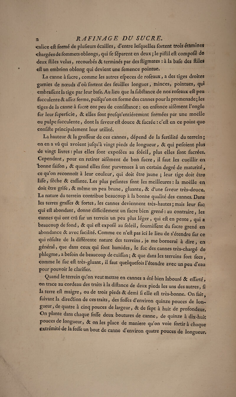 calice eft formé de plufieurs écailles, d’entre lefquelles fortent trois étamines «hargéesdefommetsoblongs, qui fe féparent en deux ; le piftii efl: compofé de deux Hiles velus, recourbés 8c terminés par des ftigmates : à la bafe des ftiles eft un embrion oblong qui devient une femence pointue. La canne à fucre, comme les autres elpeces de rofeaux, a des tiges droites garnies de nœuds d’où fortent des feuilles longues, minces, pointues, qui embraffentla tige par leur bafe. Au lieu que la fubftance de nos rofeaux eft peu liicculente 8c aftez ferme, puifqu'on en forme des cannes pour la promenade ; les tiges de la canne à fucre ont peu de confiftance : on enfonce aifément l’ongle fur leur fuperficie, 8c elles font prefqa’entiérement formées par une moelle ou pulpe fucculente, dont la faveur eft douce 8c fucrée : c’eft en ce point que confifte principalement leur utilité. La hauteur 8c la grofteur de ces cannes, dépend de la fertilité du terrein ; on en a vu qui avoient jufqu'à vingt pieds de longueur, 8c qui pefoient plus de vingt livres : plus elles font expofées au foleil, plus elles font fucrées. Cependant, pour en retirer aifément de bon lucre, il faut les cueillir en bonne faifon , 8c quand elles font parvenues à un certain degré de maturité * ce qu on reconnoit a leur couleur, qui doit être jaune \ leur tige doit être lifte, feche 8c caftante. Les plus pelantes lont les meilleures : la moelle en doit etre grife, 8c meme un peu brune, gluante, 8c d’une laveur très-douce, La nature du terrein contribue beaucoup à la bonne qualité des cannes. Dans les terres graffes 8c fortes, les cannes deviennent très-hautes ; mais leur lue qui eft abondant, donne difficilement un fucre bien grené : au contraire, les cannes qui ont crû fur un terrein un peu plus léger , qui eft en pente , qui a beaucoup de fond, 8c qui eft expofé au foleil, fourniftent du fucre grené en abondance 8c avec facilité. Comme ce n’eft pas ici le lieu de s'étendre fur ce qui réfulte de la différente nature des terreins, je me bornerai à dire, en general, que dans ceux qui lont humides, le lue des cannes très-chargé de phlegme, a befoin de beaucoup de cuiffon ; 8c que dans les terreins fort fecs, comme le fuc eft très-gluant, il faut quelquefois l'étendre avec un peu d’eau pour pouvoir le clarifier. Quand le terrein qu’on veut mettre en cannes a été bien labouré & eflàrté, on trace au cordeau des traits à la diftance de deux pieds les uns des autres, fi la terre eft maigre, ou de trois pieds & demi fi elle eft très-bonne. On fait, fuivant la diredion de ces traits, des foffes d’environ quinze pouces de lon¬ gueur, de quatre à cinq pouces de largeur, & de fept à huit de profondeur. On plante dans chaque fofle deux boutures de canne, de quinze à dix-huit pouces de longueur, 8c on les place de maniéré qu’on voie fortir à chaque extrémité de la fofle un bout de canne d’environ quatre pouces de longueur.