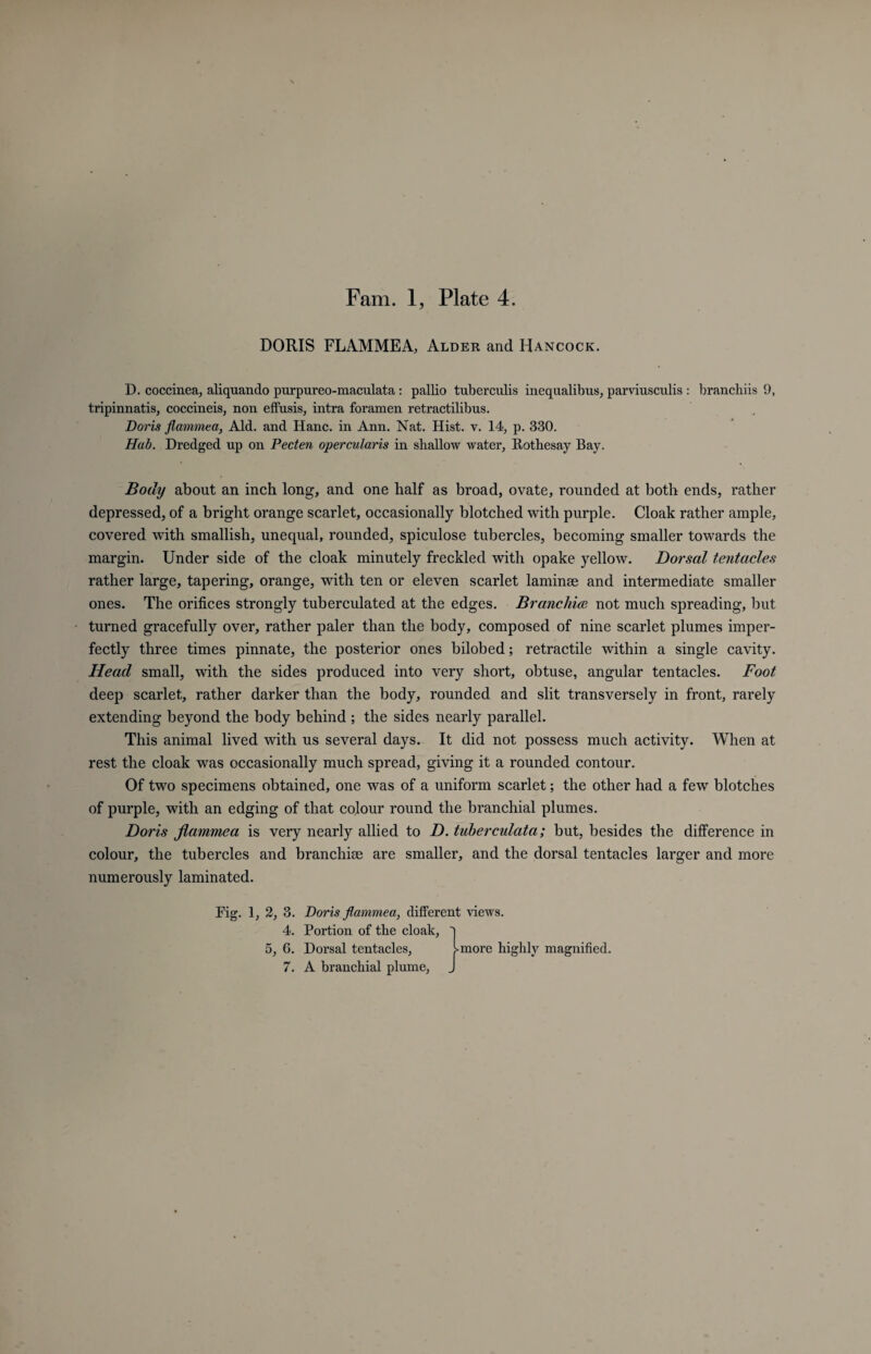 DORIS FLAMMEA, Alder and Hancock. D. coccinea, aliquando purpureo-maculata : pallio tuberculis inequalibus, parviusculis : branchiis 9, tripinnatis, coccineis, non effusis, intra foramen retractilibus. Doris flammea, Aid. and Hanc. in Ann. Nat. Hist. v. 14, p. 330. Hub. Dredged up on Pecten opercularis in shallow water, Rothesay Bay. Body about an inch long, and one half as broad, ovate, rounded at both ends, rather depressed, of a bright orange scarlet, occasionally blotched with purple. Cloak rather ample, covered with smallish, unequal, rounded, spiculose tubercles, becoming smaller towards the margin. Under side of the cloak minutely freckled with opake yellow. Dorsal tentacles rather large, tapering, orange, with ten or eleven scarlet laminae and intermediate smaller ones. The orifices strongly tuberculated at the edges. Branchiae not much spreading, but turned gracefully over, rather paler than the body, composed of nine scarlet plumes imper¬ fectly three times pinnate, the posterior ones bilobed; retractile within a single cavity. Head small, with the sides produced into very short, obtuse, angular tentacles. Foot deep scarlet, rather darker than the body, rounded and slit transversely in front, rarely extending beyond the body behind ; the sides nearly parallel. This animal lived with us several days. It did not possess much activity. When at rest the cloak was occasionally much spread, giving it a rounded contour. Of two specimens obtained, one was of a uniform scarlet; the other had a few blotches of purple, with an edging of that colour round the branchial plumes. Doris Jlammea is very nearly allied to D. taberculata; but, besides the difference in colour, the tubercles and branchiae are smaller, and the dorsal tentacles larger and more numerously laminated. Fig. 1, 2, 3. 4. Doris flammea, different views. Portion of the cloak, Dorsal tentacles, A branchial plume,