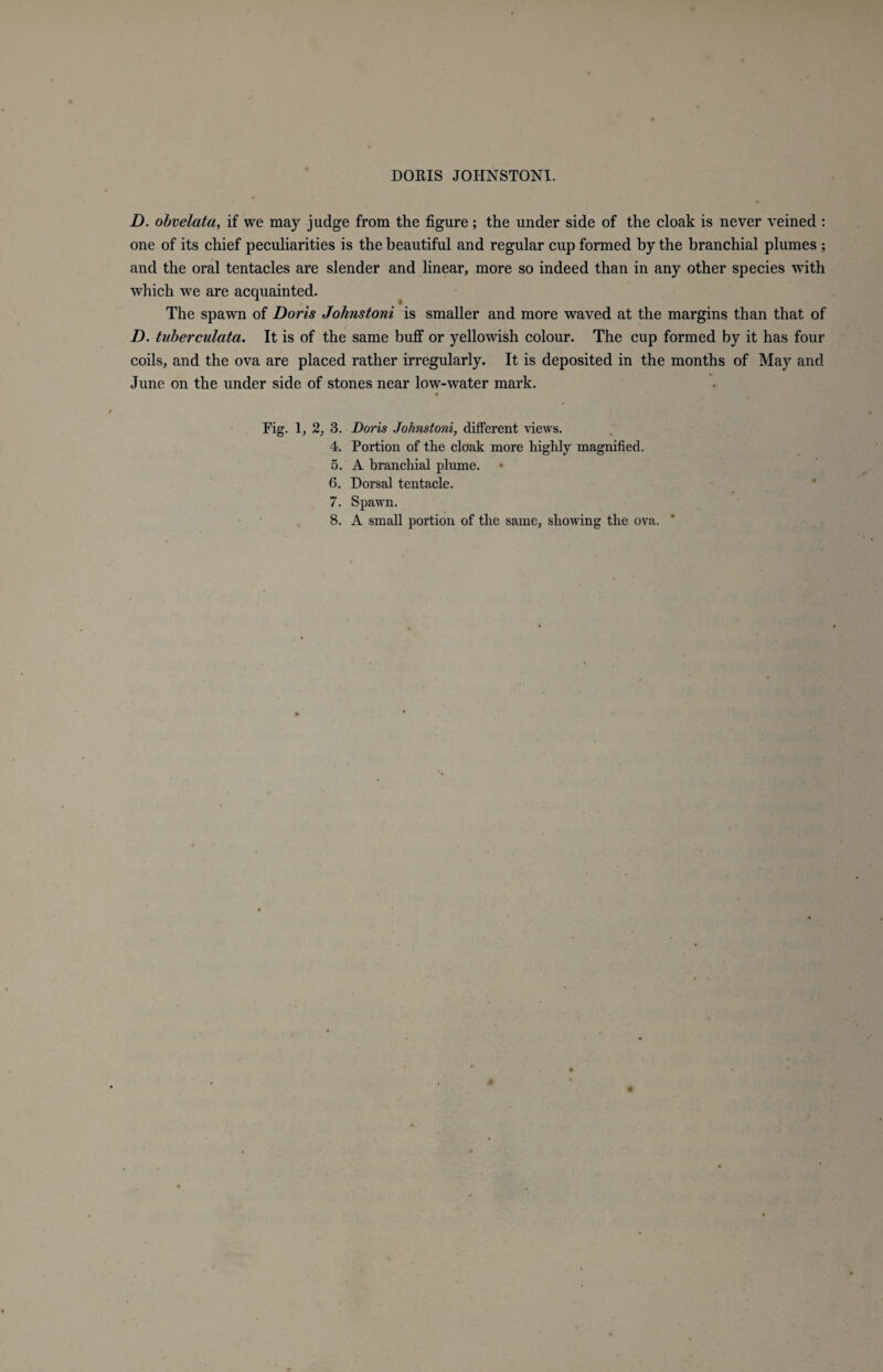 D. obvelata, if we may judge from the figure; the under side of the cloak is never veined : one of its chief peculiarities is the beautiful and regular cup formed by the branchial plumes ; and the oral tentacles are slender and linear, more so indeed than in any other species with which we are acquainted. The spawn of Doris Johnstoni is smaller and more waved at the margins than that of D. tuberculata. It is of the same buff or yellowish colour. The cup formed by it has four coils, and the ova are placed rather irregularly. It is deposited in the months of May and June on the under side of stones near low-water mark. Fig. 1, 2, 3. Doris Johnstoni, different views. 4. Portion of the cloak more highly magnified. 5. A branchial plume. 6. Dorsal tentacle. 7. Spawn. 8. A small portion of the same, showing the ova.