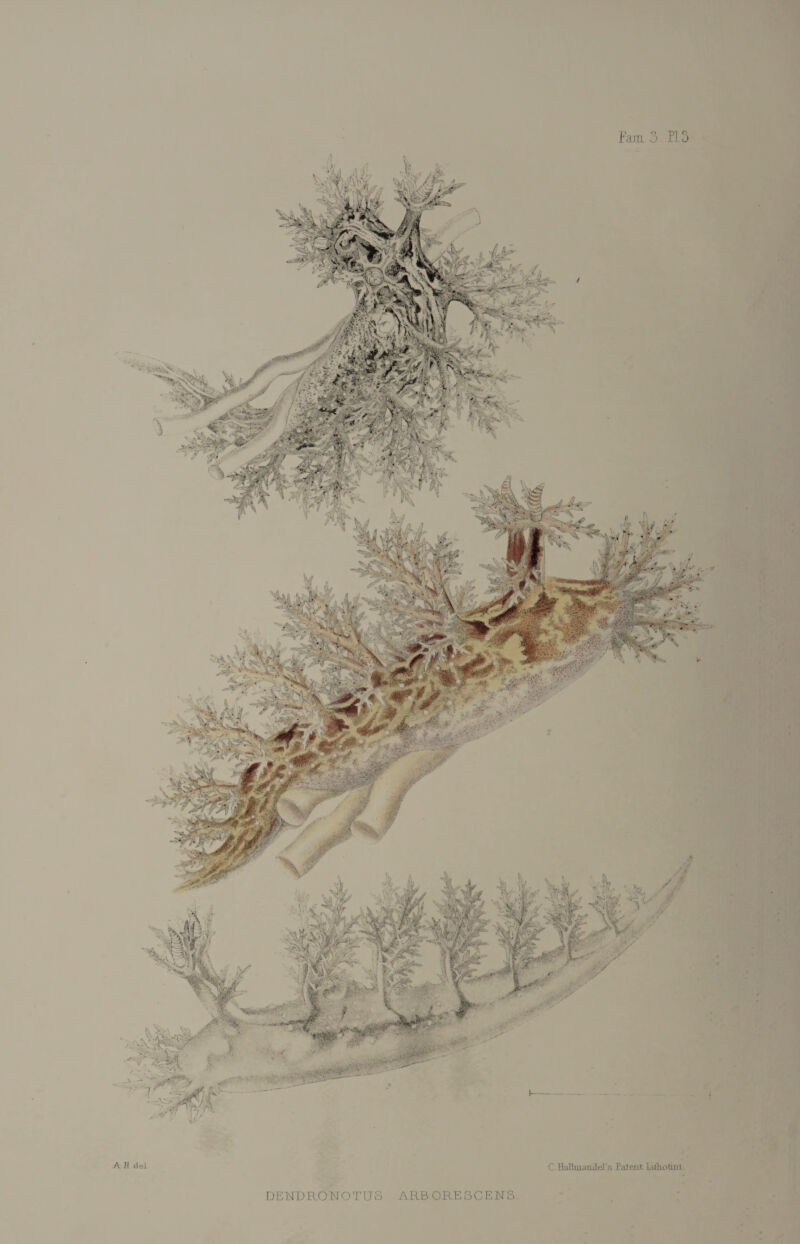 A-fl.de! C HaHniaudal's Patent Lithotun DEWDRONOTIJS ARB ORE8CENS.