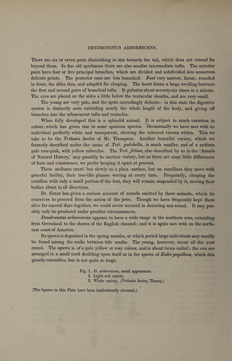 There are six or seven pairs diminishing in size towards the tail, which does not extend far beyond them. In fine old specimens there are also smaller intermediate tufts. The anterior pairs have four or five principal branches, which are divided and subdivided into numerous- delicate points. The posterior ones are less branched. Foot very narrow, linear, rounded in front, the sides thin, and adapted for clasping. The heart forms a large swelling between the first and second pairs of branchial tufts. It pulsates about seventy-six times in a minute. The eyes are placed on the sides a little below the tentacular sheaths, and are very small. The young are very pale, and the spots exceedingly delicate: in this state the digestive system is distinctly seen extending nearly the whole length of the body, and giving off branches into the arborescent tufts and tentacles. When fully developed this is a splendid animal. It is subject to much variation in colour, which has given rise to some spurious species. Occasionally we have met with an individual perfectly white and transparent, showing the coloured viscera within. This we take to be the Tritonia lactea of Mr. Thompson. Another beautiful variety, which we formerly described under the name of Trit. pulchella, is much smaller, and of a uniform pale rose-pink, with yellow tubercles. The Trit. felina, also described by us in the *Annals of Natural History,’ may possibly be another variety, but as there are some little differences of form and consistence, we prefer keeping it apart at present. These molluscs crawl but slowly on a plain surface, but on corallines they move with graceful facility, their tree-like plumes waving at every turn. Frequently, clasping the coralline with only a small portion of the foot, they will remain suspended by it, moving their bodies about in all directions. Dr. Grant has given a curious account of sounds emitted by these animals, which he conceives to proceed from the action of the jaws. Though we have frequently kept them alive for seyeral days together, we could never succeed in detecting any sound. It may pos¬ sibly only be produced under peculiar circumstances. Dendronotus arborescens appears to have a wide range in the northern seas, extending from Greenland to the shores of the English channel; and it is again met with on the north¬ east coast of America. Its spawn is deposited in the spring months, at which period large individuals may usually be found among the rocks between tide marks. The young, however, occur all the year round. The spawn is of a pale yellow or rosy colour, and is about twice coiled ; the ova are arranged in a small cord doubling upon itself as in the spawn of Foils papillosa, which this greatly resembles, but is not quite so large. Fig. 1. D. arborescens, usual appearance. . 2. Light red variety. 3. White variety, (Tritonia lactea, Thomp.) * ' : (The figures in this Plate have been inadvertently reversed.)