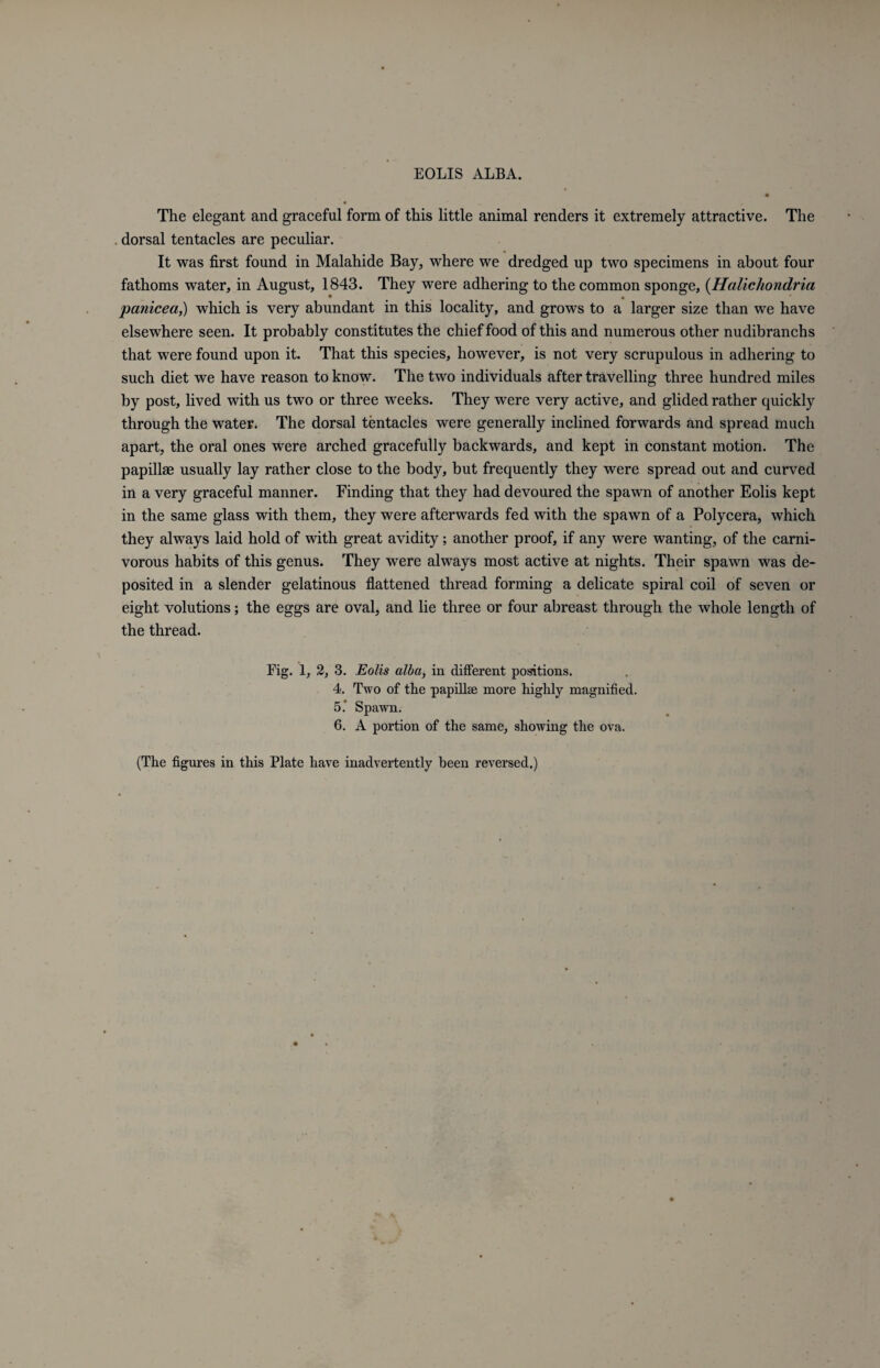 The elegant and graceful form of this little animal renders it extremely attractive. The dorsal tentacles are peculiar. It was first found in Malahide Bay, where we dredged up two specimens in about four fathoms water, in August, 1843. They were adhering to the common sponge, (Halichondria panicea,) which is very abundant in this locality, and grows to a larger size than we have elsewhere seen. It probably constitutes the chief food of this and numerous other nudibranchs that were found upon it. That this species, however, is not very scrupulous in adhering to such diet we have reason to know. The two individuals after travelling three hundred miles by post, lived with us two or three weeks. They were very active, and glided rather quickly through the water. The dorsal tentacles were generally inclined forwards and spread much apart, the oral ones were arched gracefully backwards, and kept in constant motion. The papillae usually lay rather close to the body, but frequently they were spread out and curved in a very graceful manner. Finding that they had devoured the spawn of another Eolis kept in the same glass with them, they were afterwards fed with the spawn of a Polycera, which they always laid hold of with great avidity; another proof, if any were wanting, of the carni¬ vorous habits of this genus. They were always most active at nights. Their spawn was de¬ posited in a slender gelatinous flattened thread forming a delicate spiral coil of seven or eight volutions; the eggs are oval, and lie three or four abreast through the whole length of the thread. Fig. 1, 2, 3. Eolis alba, in different positions. 4. Two of the papillse more highly magnified. 5. ' Spawn. 6. A portion of the same, showing the ova.