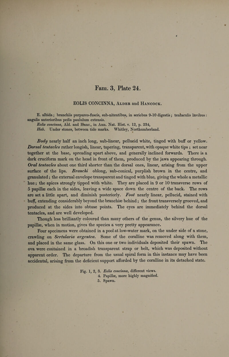 EOLIS CONCINNA, Alder and Hancock. E. albida; branchiis purpureo-fuscis, sub-nitentibus, in seriebus 9-10 digestis; tentaculis lsevibus: angulis anterioribus pedis paululum extensis. Eolis concinna, Aid. and Hanc., in Ann. Nat. Hist. v. 12, p. 234, Hab. Under stones, between tide marks. Whitley, Northumberland. Body nearly half an inch long, sub-linear, pellucid white, tinged with buff or yellow. Dorsal tentacles rather longish, linear, tapering, transparent, with opaque white tips ; set near together at the base, spreading apart above, and generally inclined forwards. There is a dark cruciform mark on the head in front of them, produced by the jaws appearing through. Oral tentacles about one third shorter than the dorsal ones, linear, arising from the upper surface of the lips. Branchi oblong, sub-conical, purplish brown in the centre, and granulated; the external envelope transparent and tinged with blue, giving the whole a metallic hue; the apices strongly tipped with white. They are placed in 9 or 10 transverse rows of 5 papillae each in the sides, leaving a wide space down the centre of the back. The rows are set a little apart, and diminish posteriorly. Foot nearly linear, pellucid, stained with buff, extending considerably beyond the branchiae behind; the front transversely grooved, and produced at the sides into obtuse points. The eyes are immediately behind the dorsal tentacles, and are well developed. Though less brilliantly coloured than many others of the genus, the silvery hue of the papillae, when in motion, gives the species a very pretty appearance. Four specimens were obtained in a pool at low-water mark, on the under side of a stone, crawling on Sertularia argentea. Some of the coralline was removed along with them, and placed in the same glass. On this one or two individuals deposited their spawn. The ova were contained in a broadish transparent strap or belt, which was deposited without apparent order. The departure from the usual spiral form in this instance may have been accidental, arising from the deficient support afforded by the coralline in its detached state. Eig. 1, 2, 3. Eolis concinna, different views. 4. Papillae, more highly magnified. 5. Spawn.