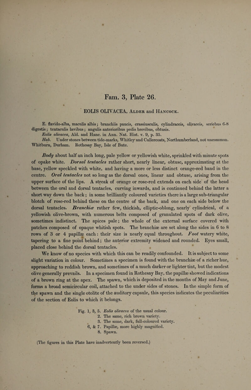 EOLIS OLIYACEA, Alder and Hancock. E. flavido-alba, maculis albis; branchiis paucis, crassiusculis, cylindraceis, olivaceis, seriebus G-8 digestis; tentaculis kevibus; angulis anterioribus pedis brevibus, obtusis. Eolis olivacea, Aid. and Hanc. in Ann. Nat. Hist. v. 9, p. 35. Hab. Under stones between tide-marks, Whitley and Cullercoats, Northumberland, not uncommon. Whitburn, Durham. Rothesay Bay, Isle of Bute. Body about half an inch long, pale yellow or yellowish white, sprinkled with minute spots of opake white. Dorsal tentacles rather short, nearly linear, obtuse, approximating at the base, yellow speckled with white, and having a more or less distinct orange-red band in the centre. Oral tentacles not so long as the dorsal ones, linear and obtuse, arising from the upper surface of the lips. A streak of orange or rose-red extends on each side of the head between the oral and dorsal tentacles, curving inwards, and is continued behind the latter a short way down the back; in some brilliantly coloured varieties there is a large sub-triangular blotch of rose-red behind these on the centre of the back, and one on each side below the dorsal tentacles. Branchice rather few, thickish, elliptic-oblong, nearly cylindrical, of a yellowish olive-brown, with numerous belts composed of granulated spots of dark olive, sometimes indistinct. The apices pale; the whole of the external surface covered with patches composed of opaque whitish spots. The branchiae are set along the sides in 6 to 8 rows of 3 or 4 papillae each: their size is nearly equal throughout. Foot watery white, tapering to a fine point behind; the anterior extremity widened and rounded. Eyes small, placed close behind the dorsal tentacles. We know of no species with which this can be readily confounded. It is subject to some slight variation in colour. Sometimes a specimen is found with the branchiae of a richer hue, approaching to reddish brown, and sometimes of a much darker or lighter tint, but the modest olive generally prevails. In a specimen found in Rothesay Ray, the papillae showed indications of a brown ring at the apex. The spawn, which is deposited in the months of May and June, forms a broad semicircular coil, attached to the under sides of stones. In the simple form of the spawn and the single otolite of the auditory capsule, this species indicates the peculiarities of the section of Eolis to which it belongs. Fig. 1, 3, 5. Eolis olivacea of the usual colour. 2. The same, rich brown variety. 3. The same, dark, full-coloured variety. 6, & 7. Papillae, more highly magnified. 8. Spawn. (The figures in this Plate have inadvertently been reversed.)