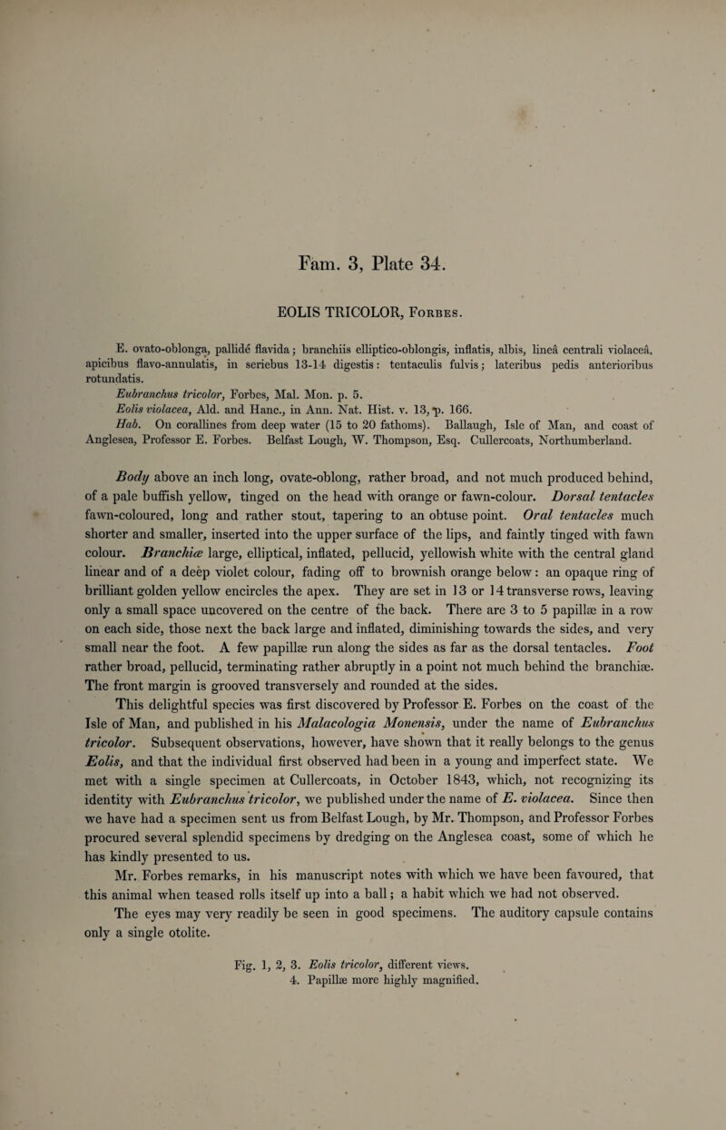 EOLIS TRICOLOR, Forbes. E. ovato-oblonga, pallide flavida; brancliiis elliptico-oblongis, inflatis, albis, linea centrali violacea, apicibus flavo-annulatis, in seriebus 13-14 digestis: tentaculis fulvis; lateribus pedis anterioribus rotundatis. Eubranchus tricolor, Forbes, Mai. Mon. p. 5. Eolis violacea, Aid. and Hanc., in Ann. Nat. Hist. v. 13, *p. 166. Hab. On corallines from deep water (15 to 20 fathoms). Ballaugh, Isle of Man, and coast of Anglesea, Professor E. Forbes. Belfast Lough, W. Thompson, Esq. Cullercoats, Northumberland. Body above an inch long, ovate-oblong, rather broad, and not much produced behind, of a pale huffish yellow, tinged on the head with orange or fawn-colour. Dorsal tentacles fawn-coloured, long and rather stout, tapering to an obtuse point. Oral tentacles much shorter and smaller, inserted into the upper surface of the lips, and faintly tinged with fawn colour. Branchice large, elliptical, inflated, pellucid, yellowish white with the central gland linear and of a deep violet colour, fading off to brownish orange below: an opaque ring of brilliant golden yellow encircles the apex. They are set in 13 or 14 transverse rows, leaving only a small space uncovered on the centre of the back. There are 3 to 5 papillae in a row on each side, those next the back large and inflated, diminishing towards the sides, and very small near the foot. A few papillae run along the sides as far as the dorsal tentacles. Foot rather broad, pellucid, terminating rather abruptly in a point not much behind the branchiae. The front margin is grooved transversely and rounded at the sides. This delightful species was first discovered by Professor E. Forbes on the coast of the Isle of Man, and published in his Malacologia Monensis, under the name of Eubranchus tricolor. Subsequent observations, however, have shown that it really belongs to the genus Eolis, and that the individual first observed had been in a young and imperfect state. We met with a single specimen at Cullercoats, in October 1843, which, not recognizing its identity with Eubranchus tricolor, we published under the name of E. violacea. Since then we have had a specimen sent us from Belfast Lough, by Mr. Thompson, and Professor Forbes procured several splendid specimens by dredging on the Anglesea coast, some of which he has kindly presented to us. Mr. Forbes remarks, in his manuscript notes with which we have been favoured, that this animal when teased rolls itself up into a ball; a habit which we had not observed. The eyes may very readily be seen in good specimens. The auditory capsule contains only a single otolite. Fig. 1, 2, 3. Eolis tricolor, different views.